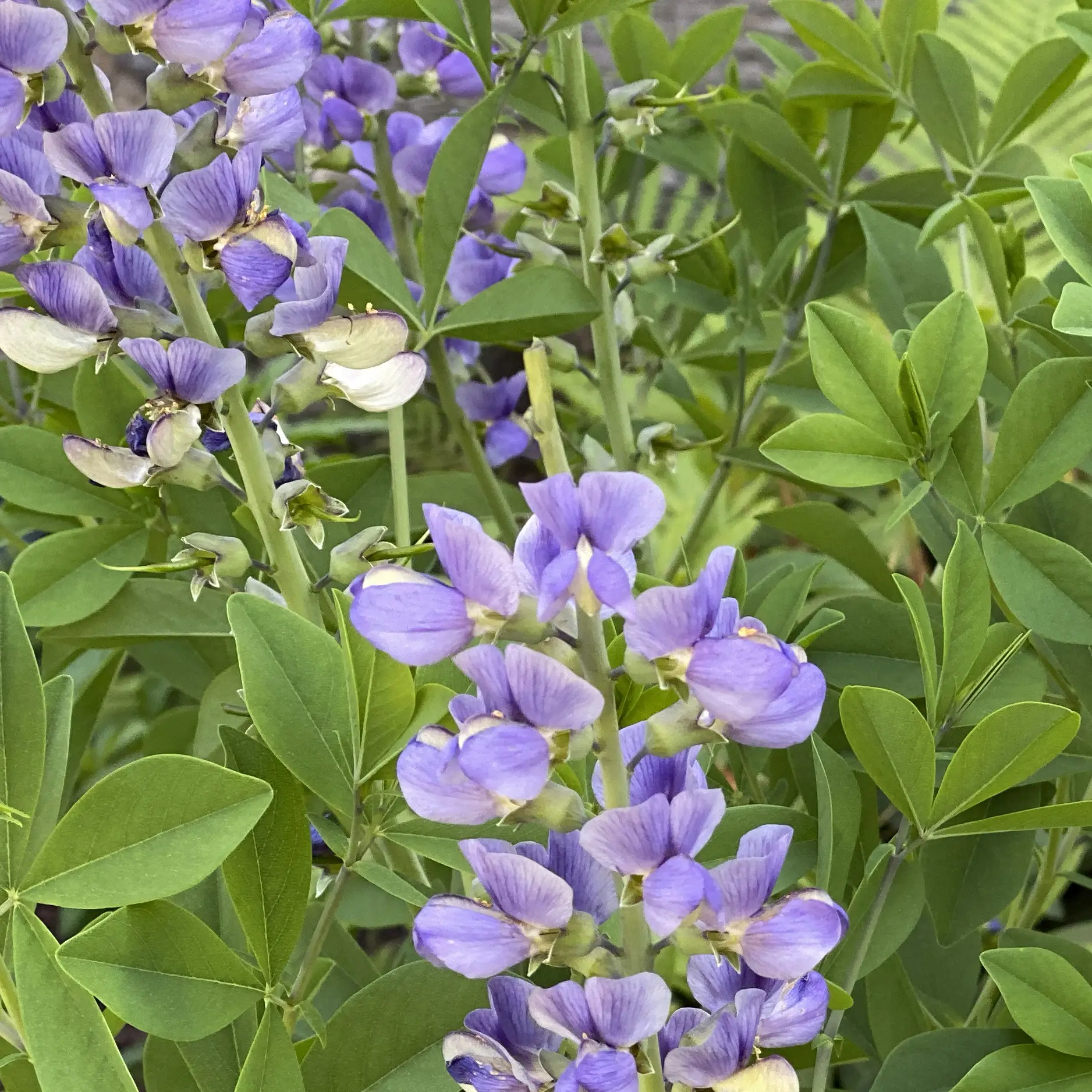 False blue indigo, spikes of lavender-blue pea flowers among three-part leaves