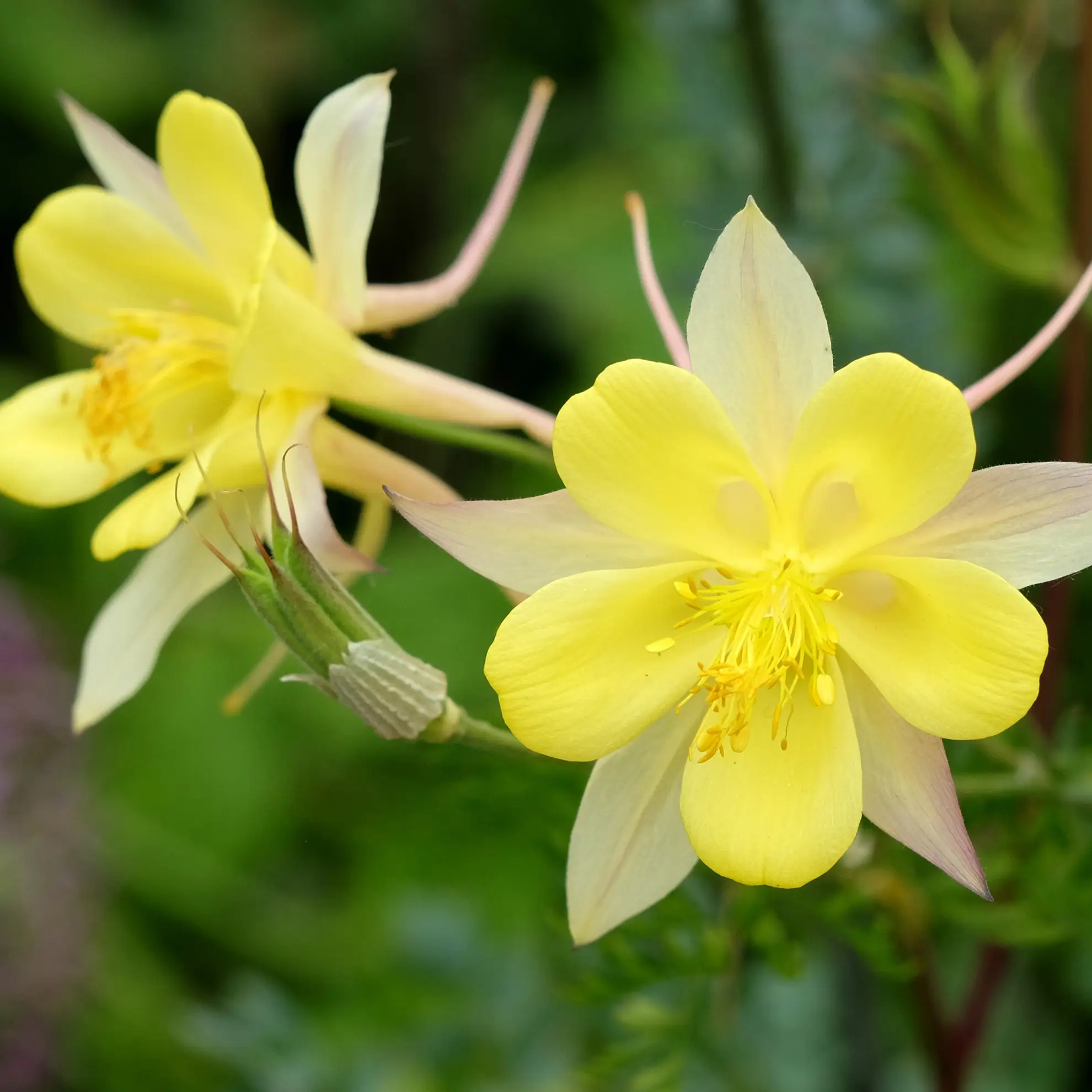Golden columbine, bright yellow flowers with long spurs