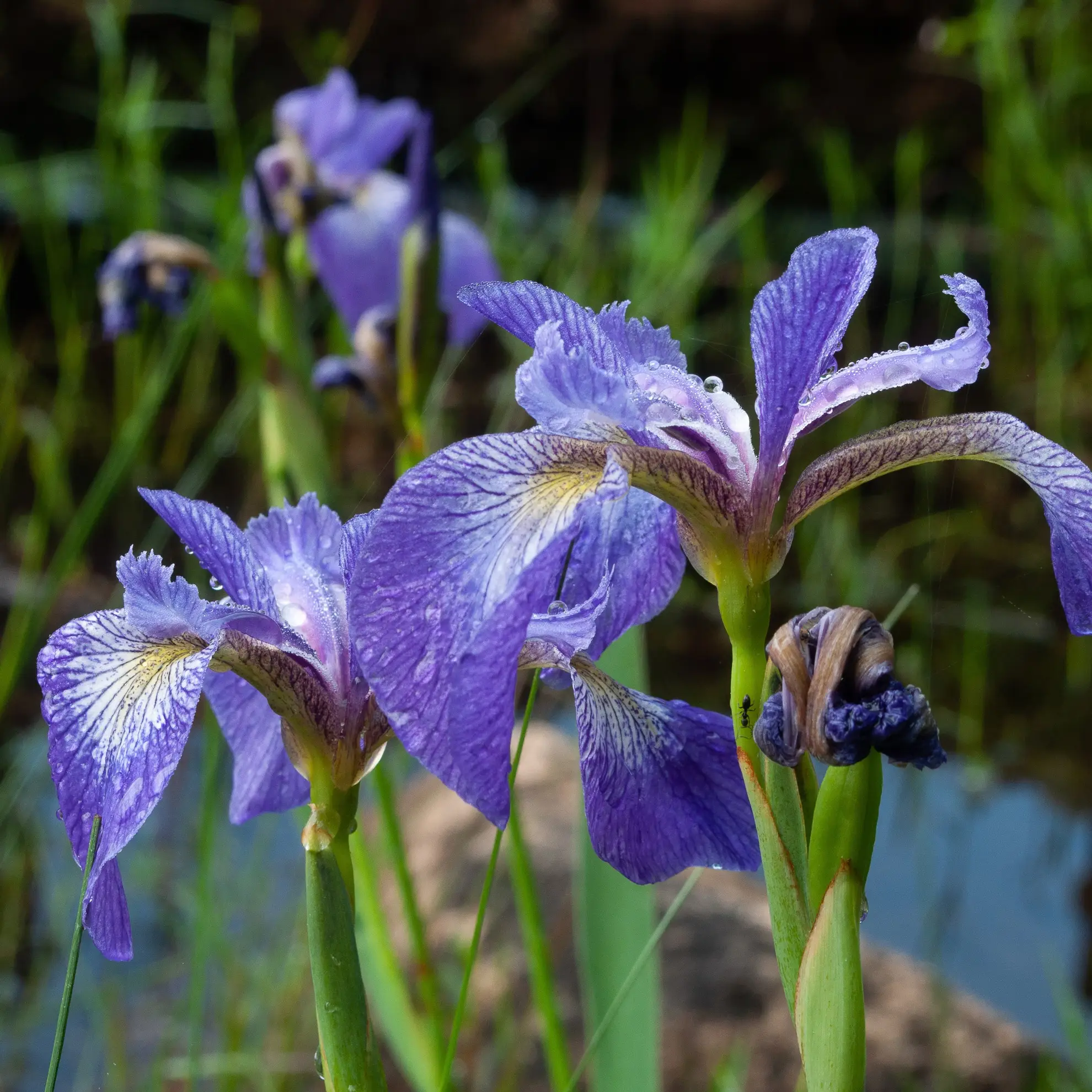 Northern blue flag iris, violet flowers with veined petals beside a pond