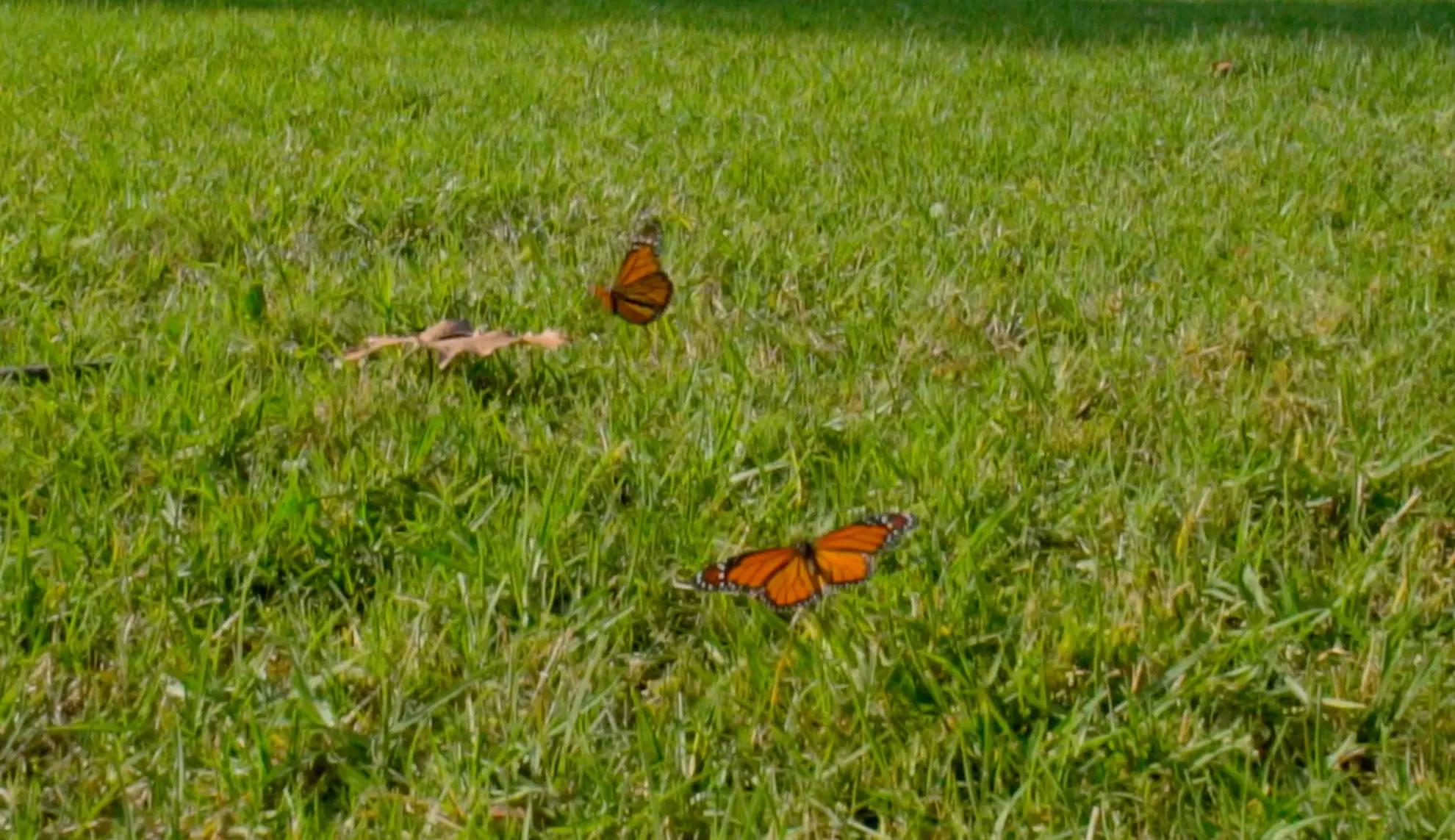 Two monarch butterflies resting on a mowed lawn