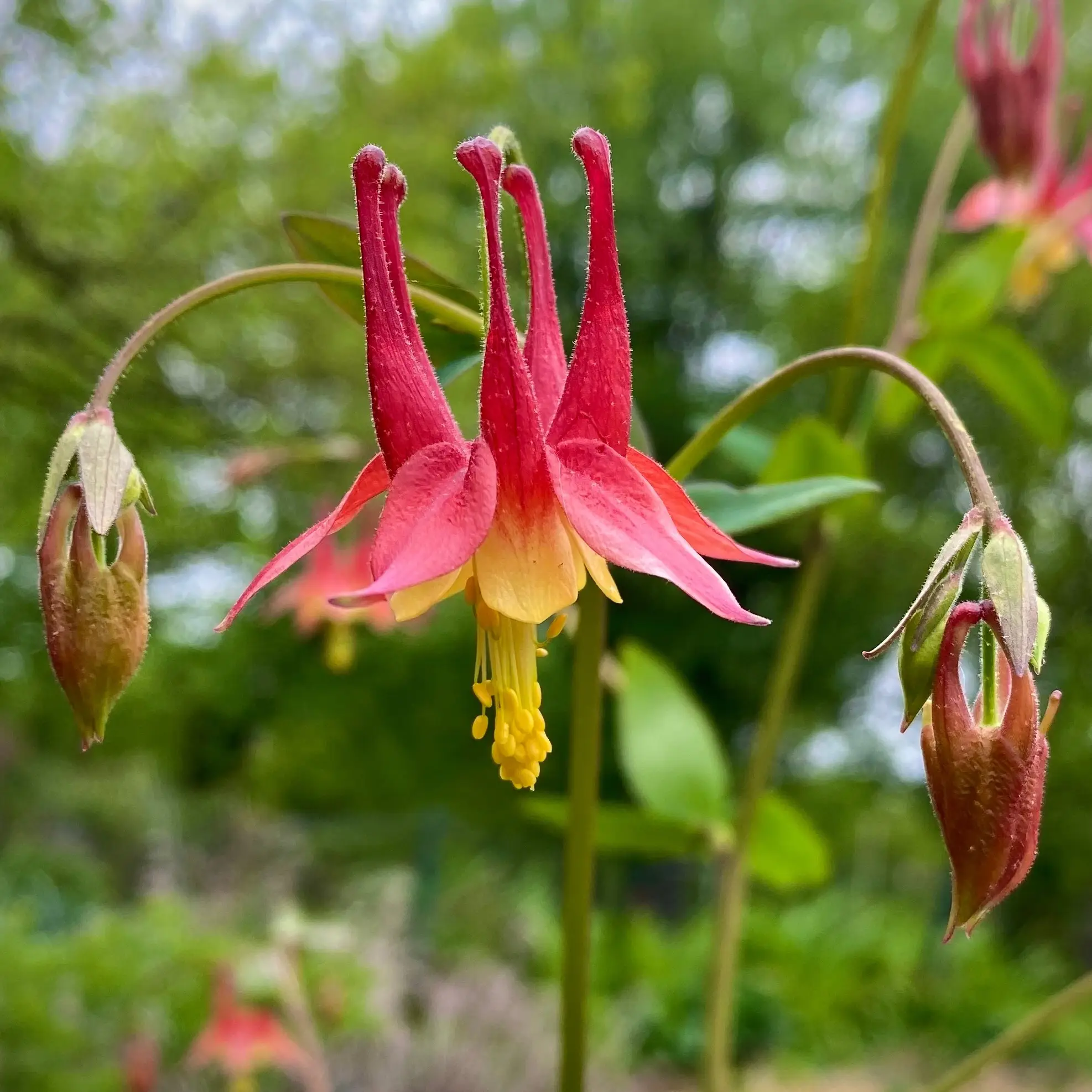 Red columbine, a nodding red and yellow flower with long spurs