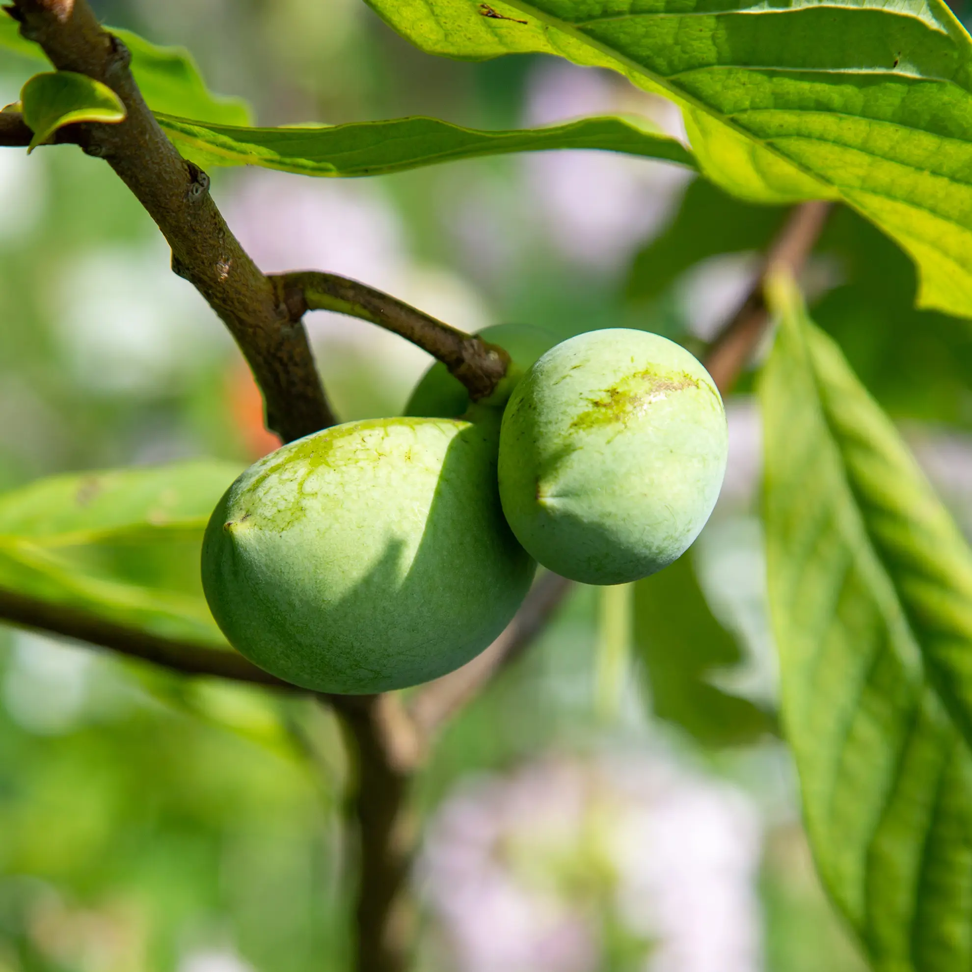 Pawpaw fruits, two green ones ripening on a branch among large leaves