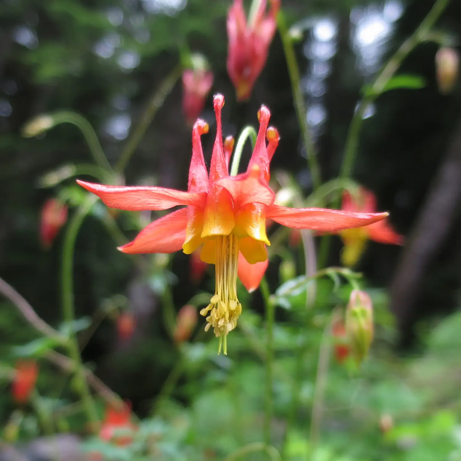 Western columbine, an orange-red and yellow flower with long stamens