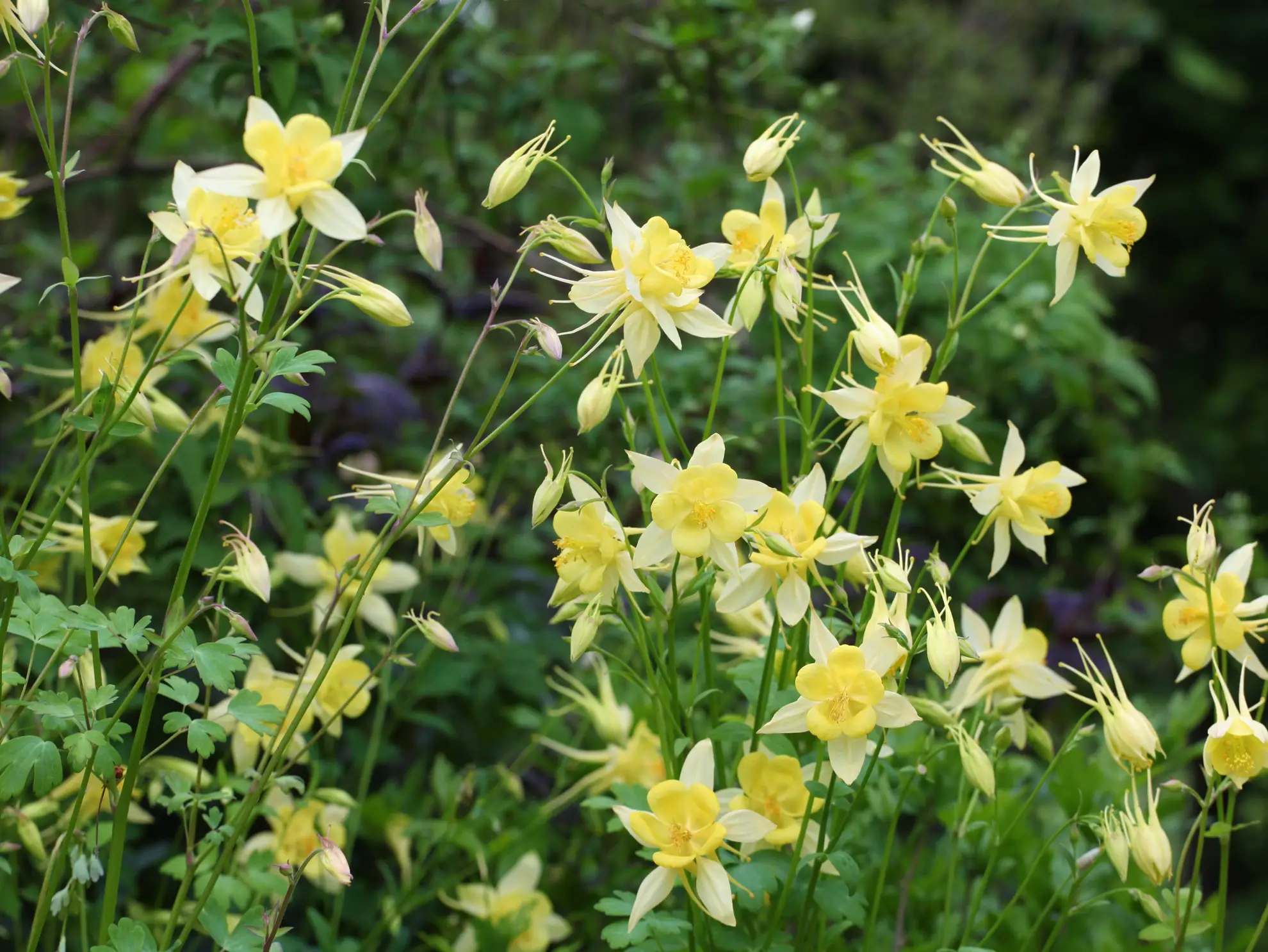 Golden columbine, a mass of pale yellow spurred flowers