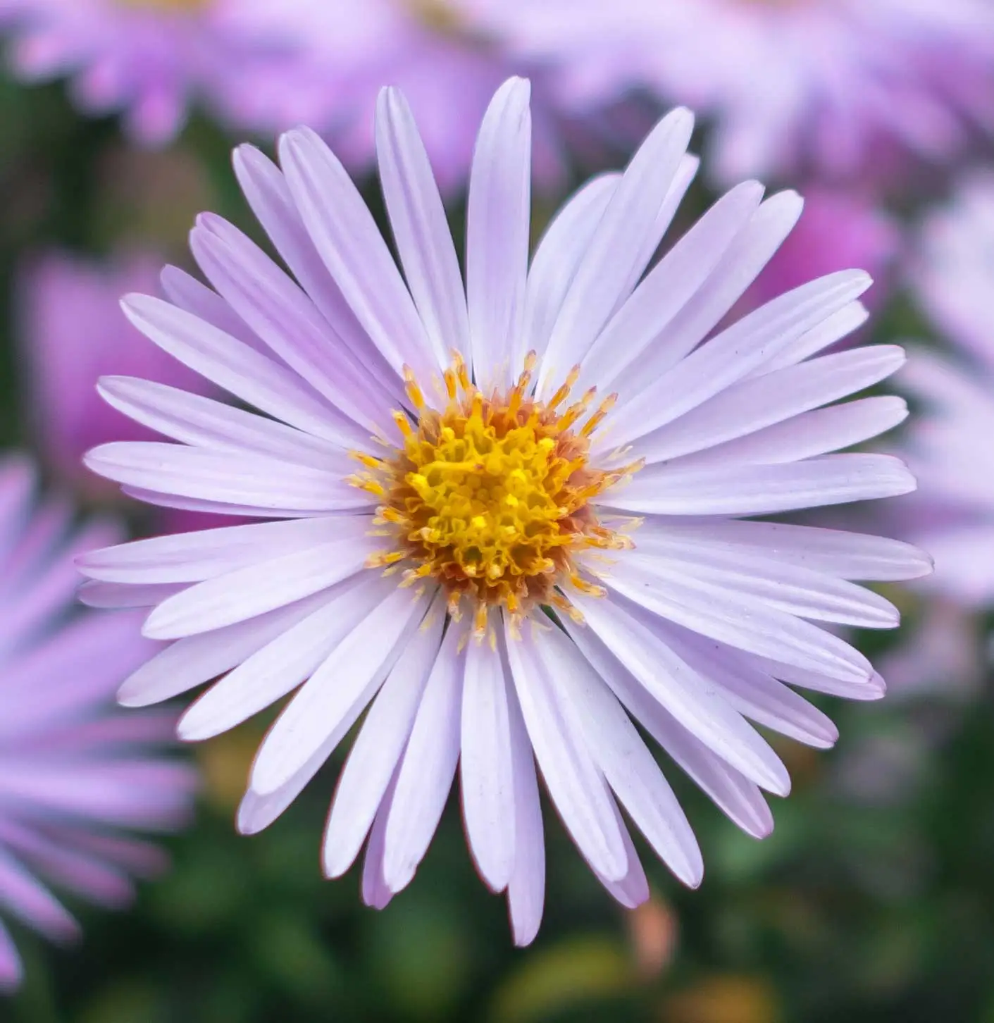 New York aster flower up close, pale lavender rays around a yellow center
