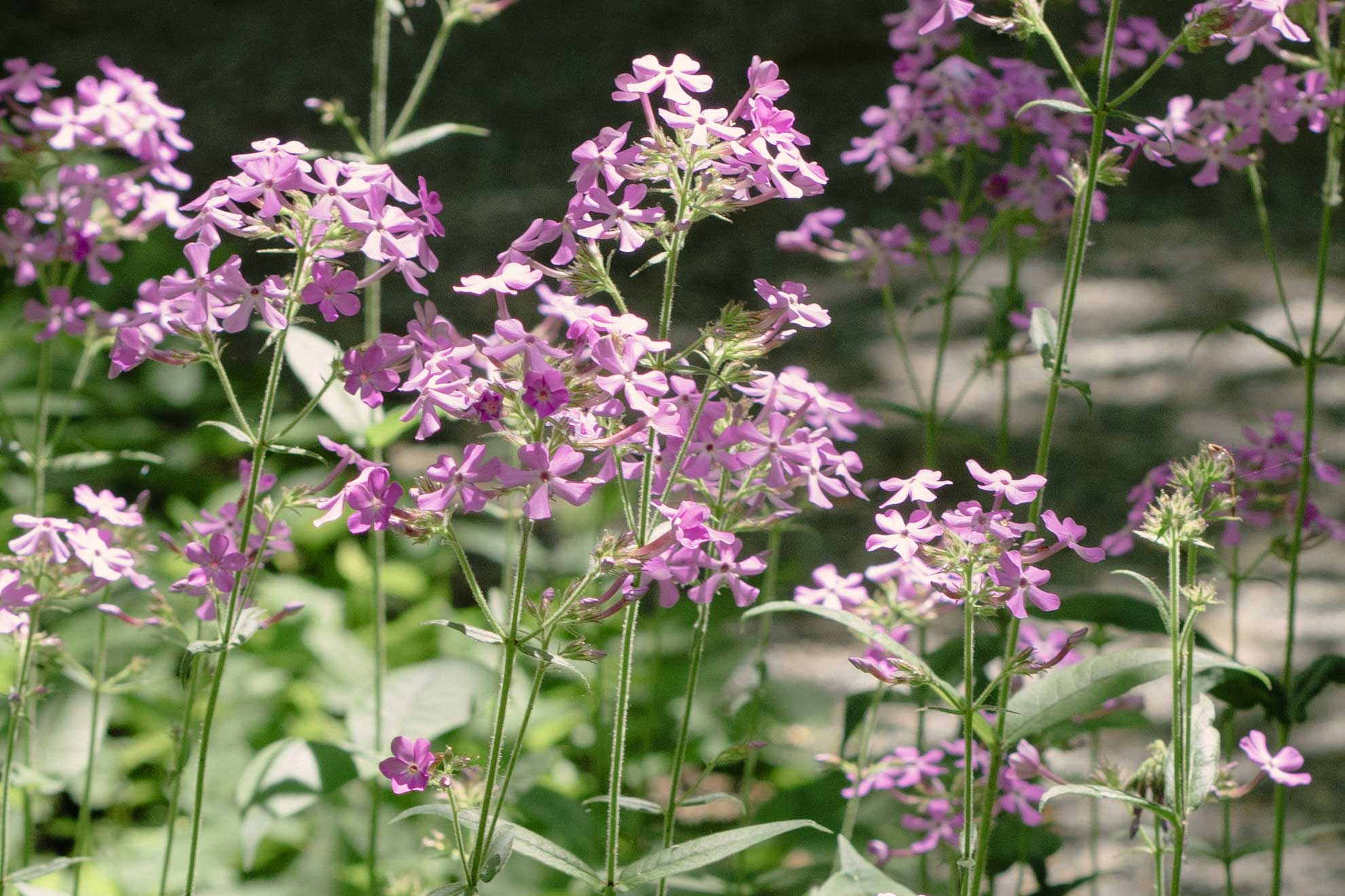 Tall stems topped with clusters of lavender-pink flowers