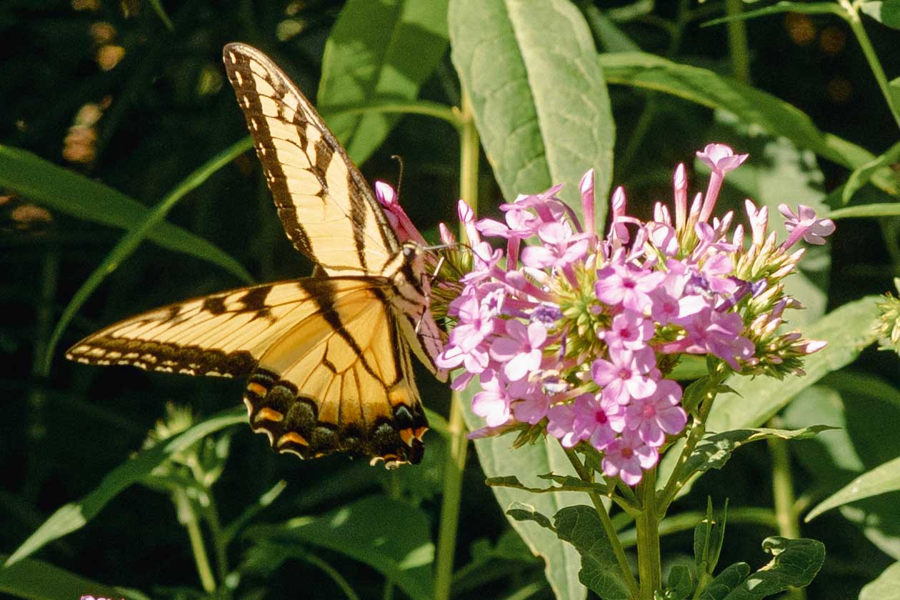 Eastern tiger swallowtail feeding on summer phlox’s pink flowers