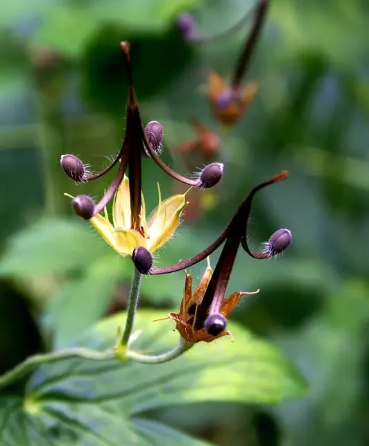 Wild geranium seed heads curling up like little catapults