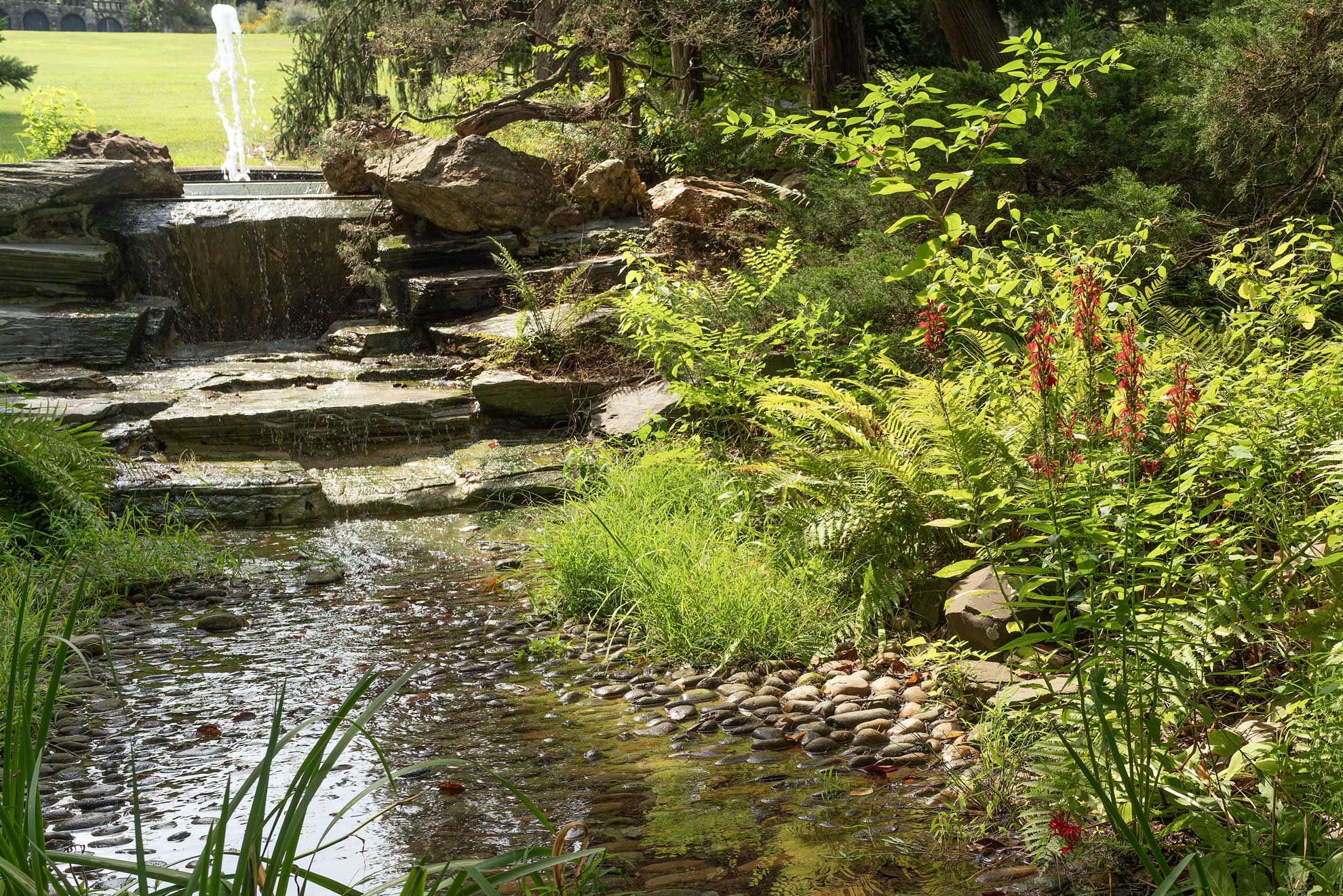 Cardinal flower blooming red among ferns beside a rocky stream