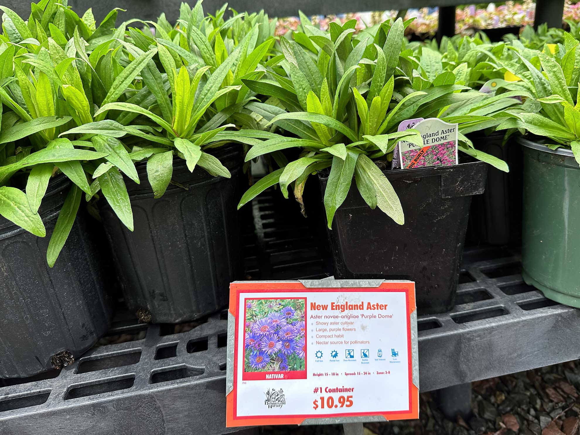 Potted New England asters at a nursery with a $10.95 price sign