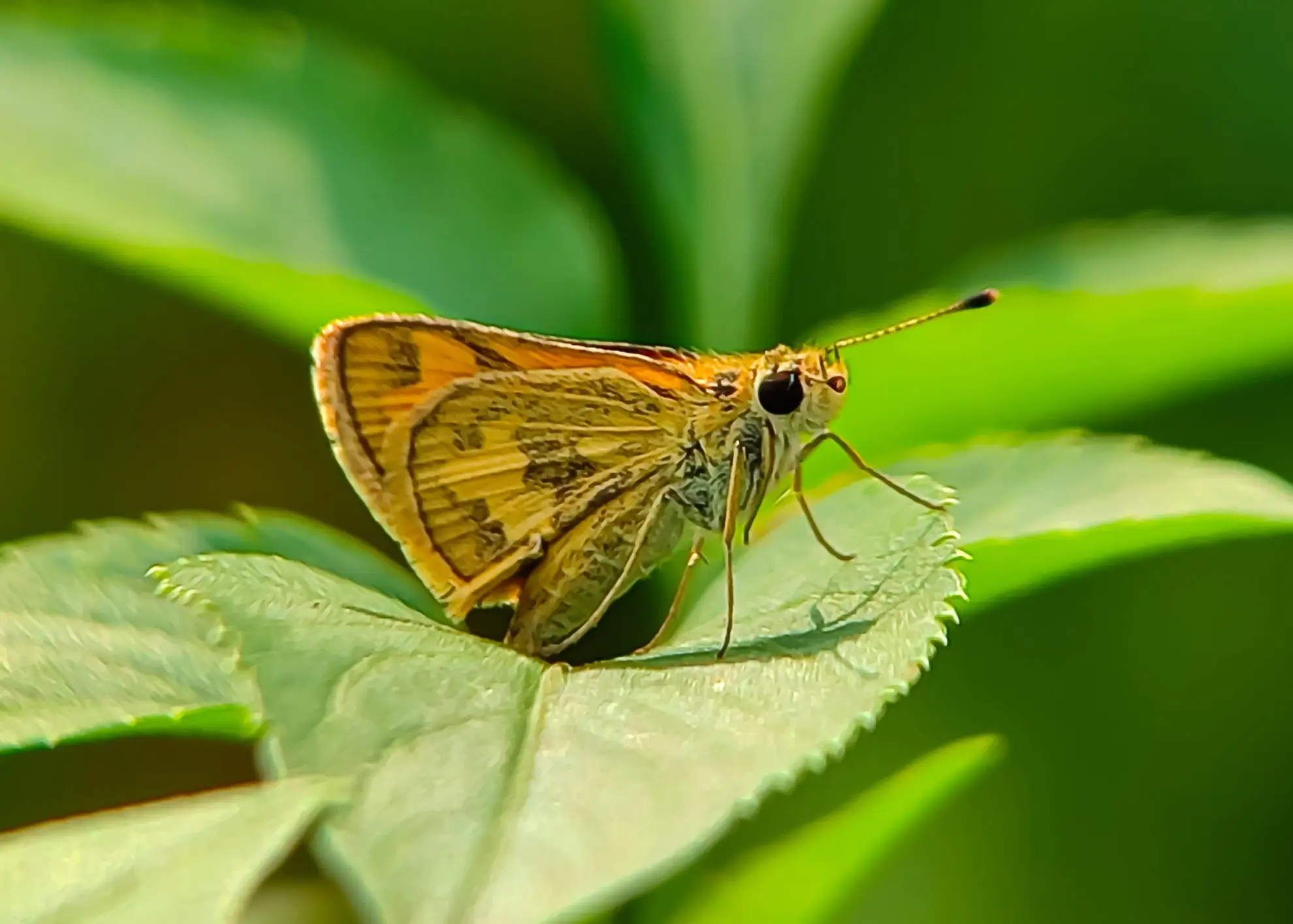Dakota skipper, a small golden-orange butterfly, on a leaf