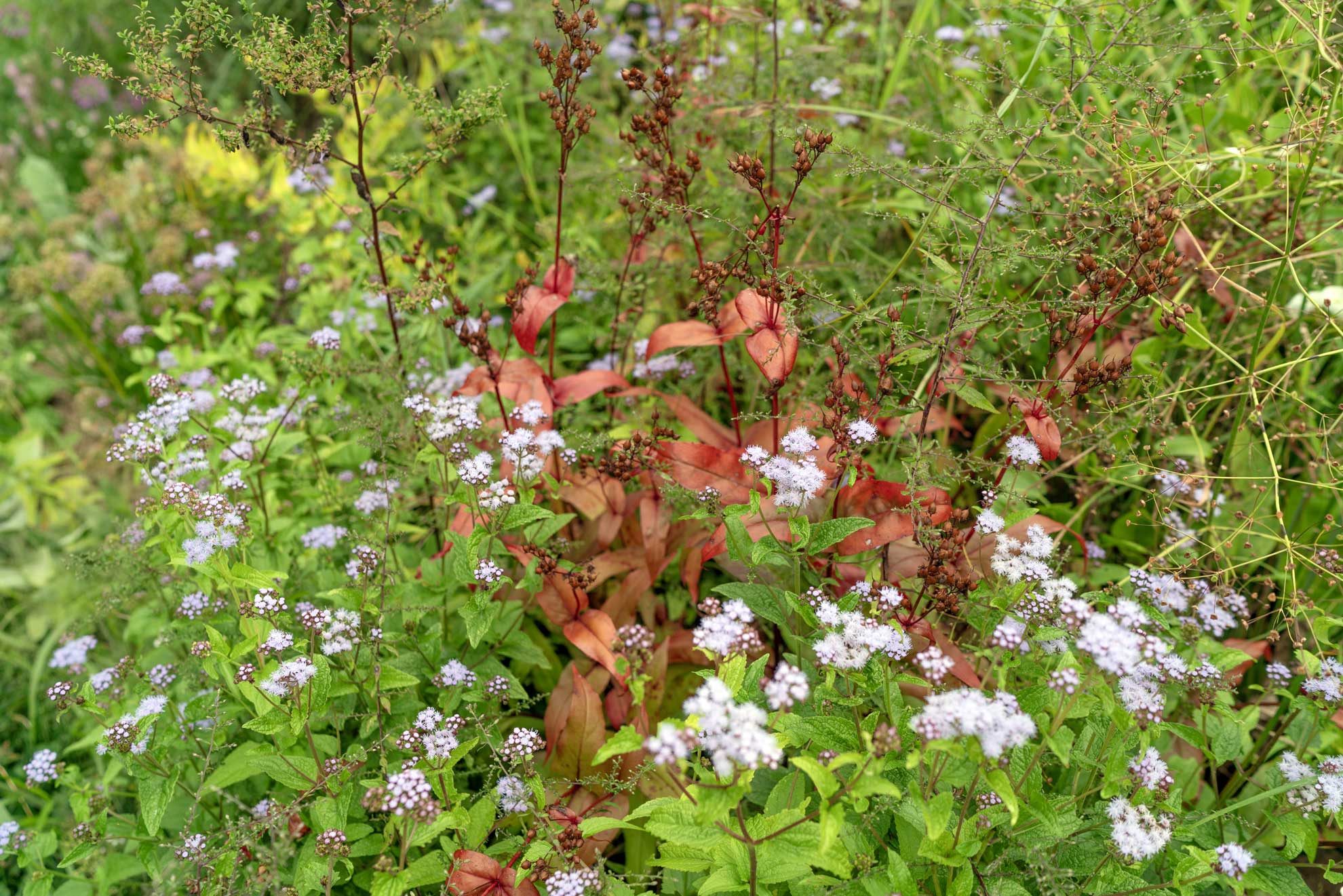 Blue mistflower’s fluffy lavender flowers beside penstemon’s red leaves and seed stalks