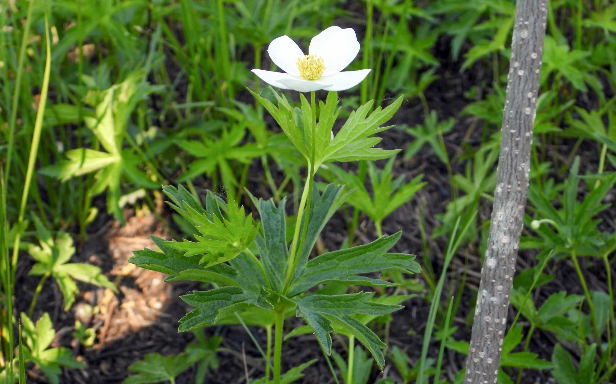 Canada anemone, a single white flower on a slender stalk over deeply cut leaves