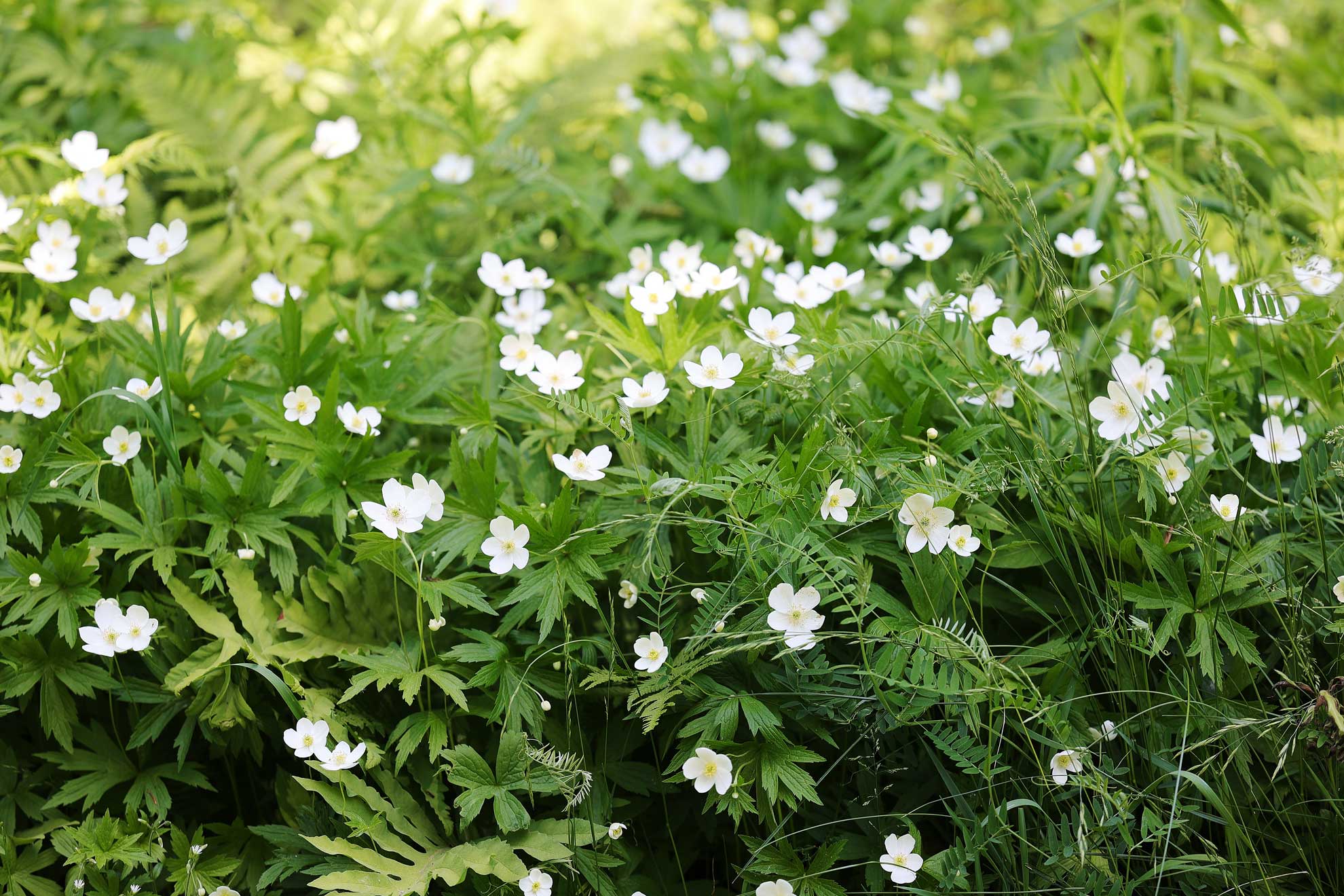 Canada anemone, small white flowers scattered through a green planting