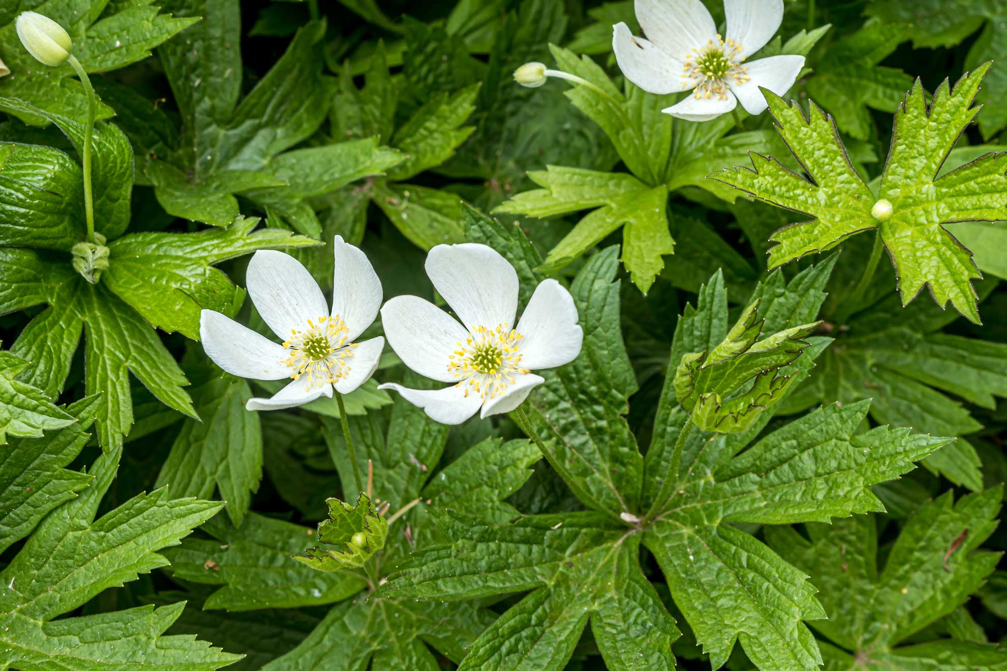 Canada anemone, three white flowers over toothed green leaves