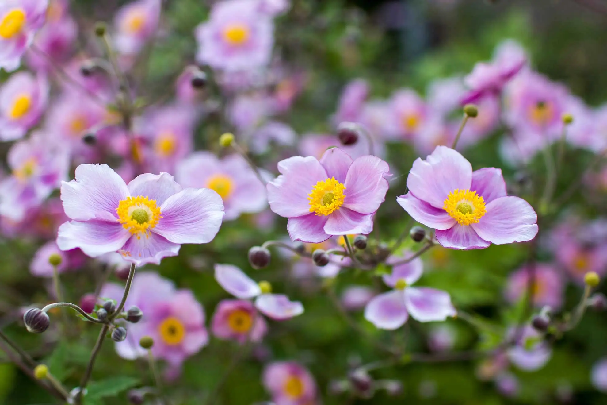 Japanese anemone, pink fall flowers with yellow centers