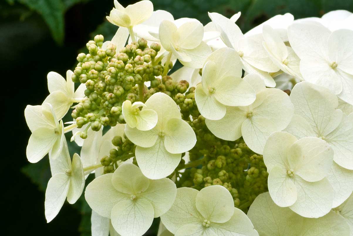 Oakleaf hydrangea flower cluster up close, small green fertile buds among large white sterile flowers