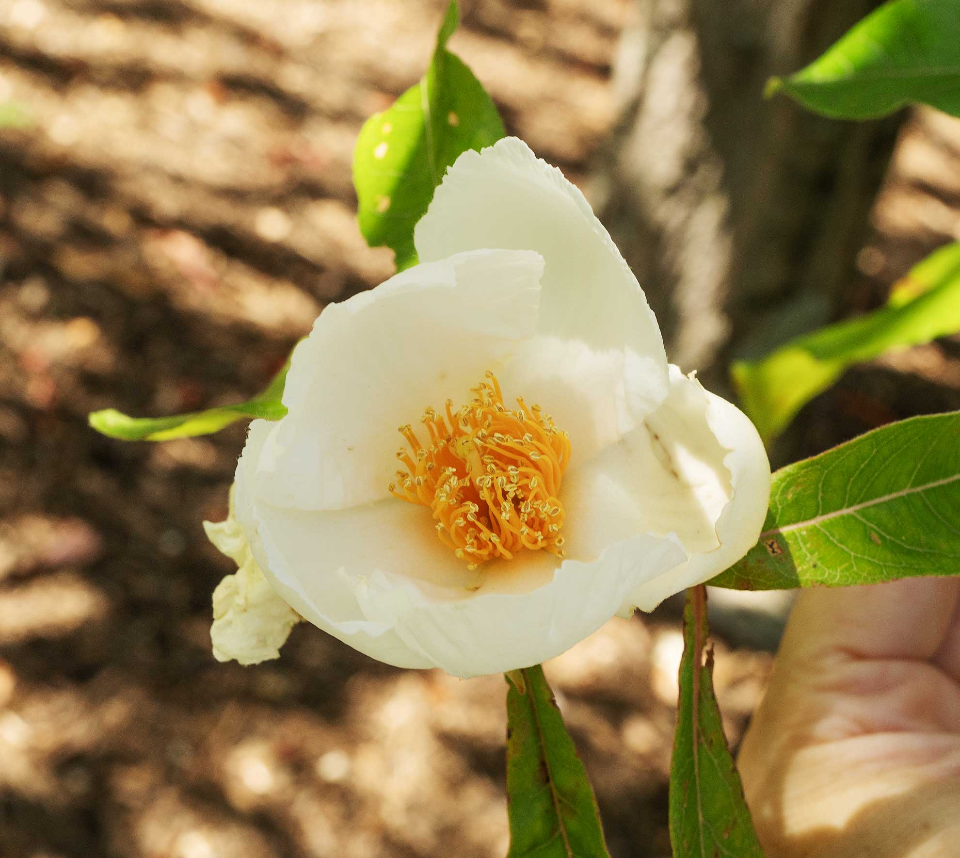 Franklin tree flower up close, a white bloom with a dense yellow-orange center