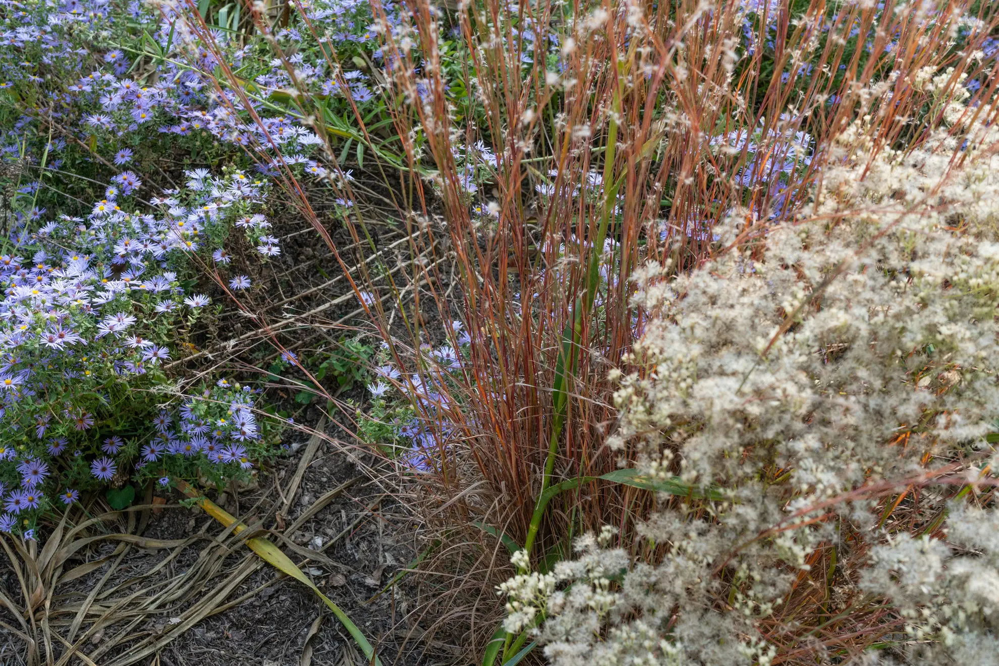 Little bluestem with blue asters and fluffy white seed heads in a fall garden