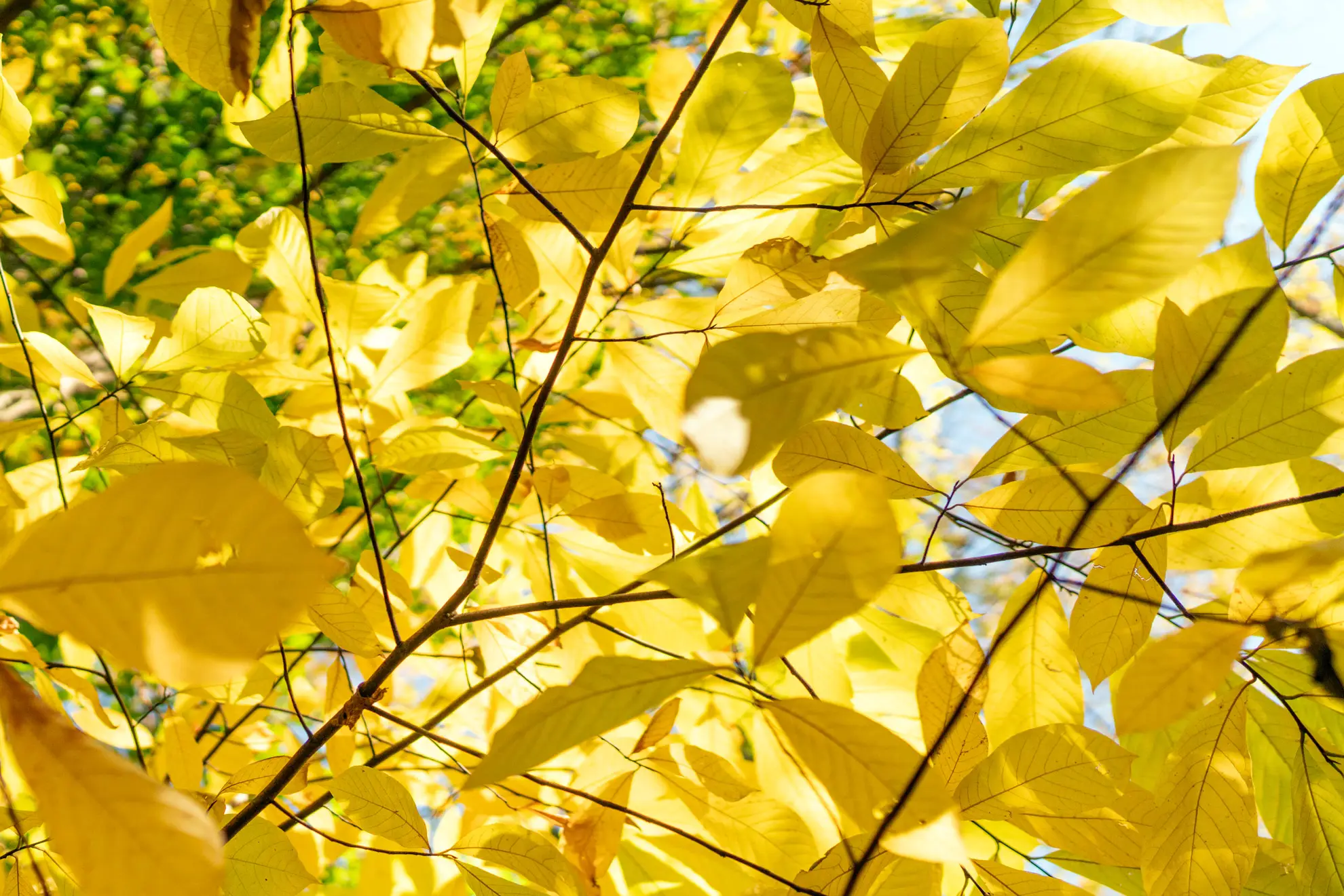 Pawpaw canopy of bright yellow fall leaves