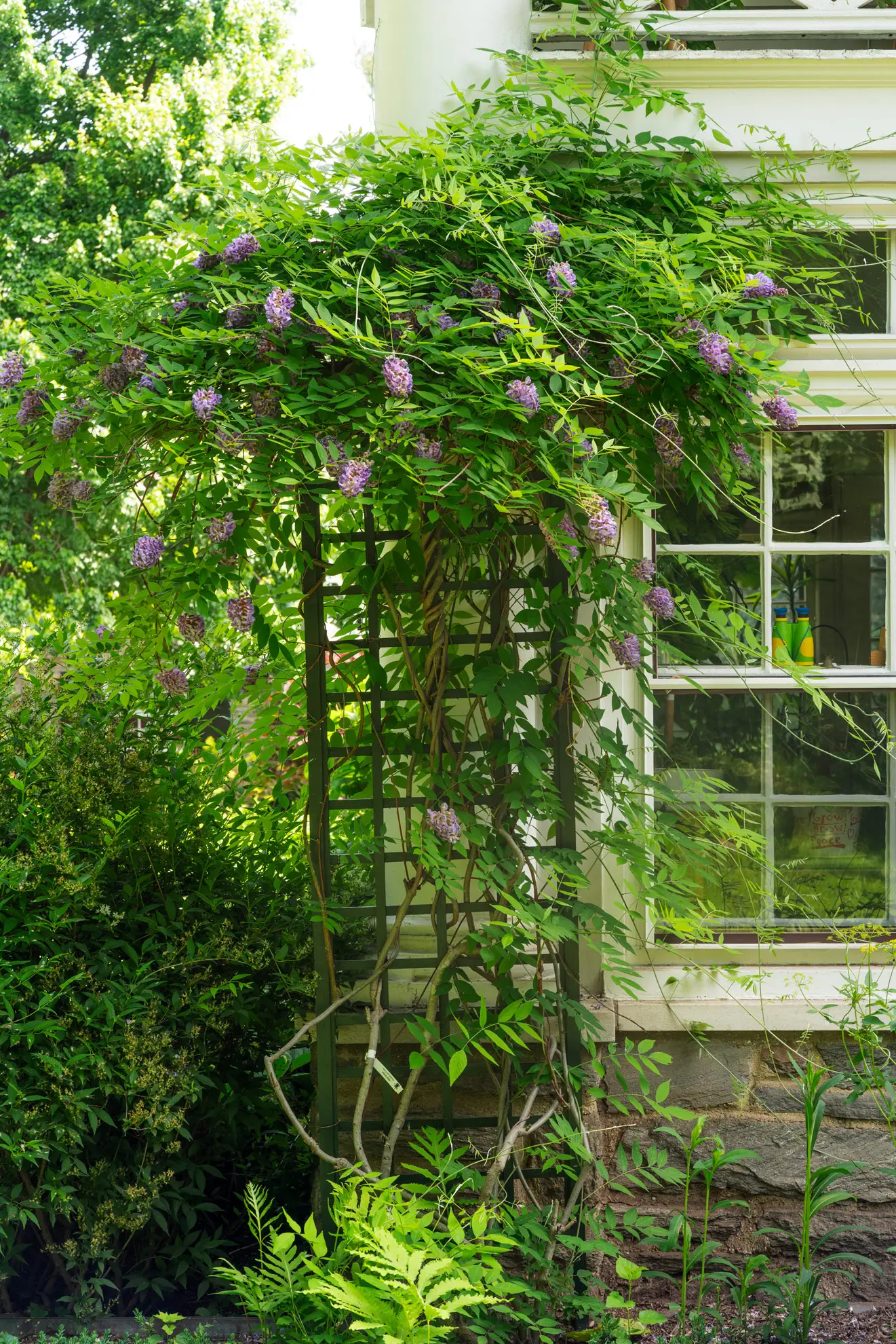 American wisteria climbing a trellis beside a white house window