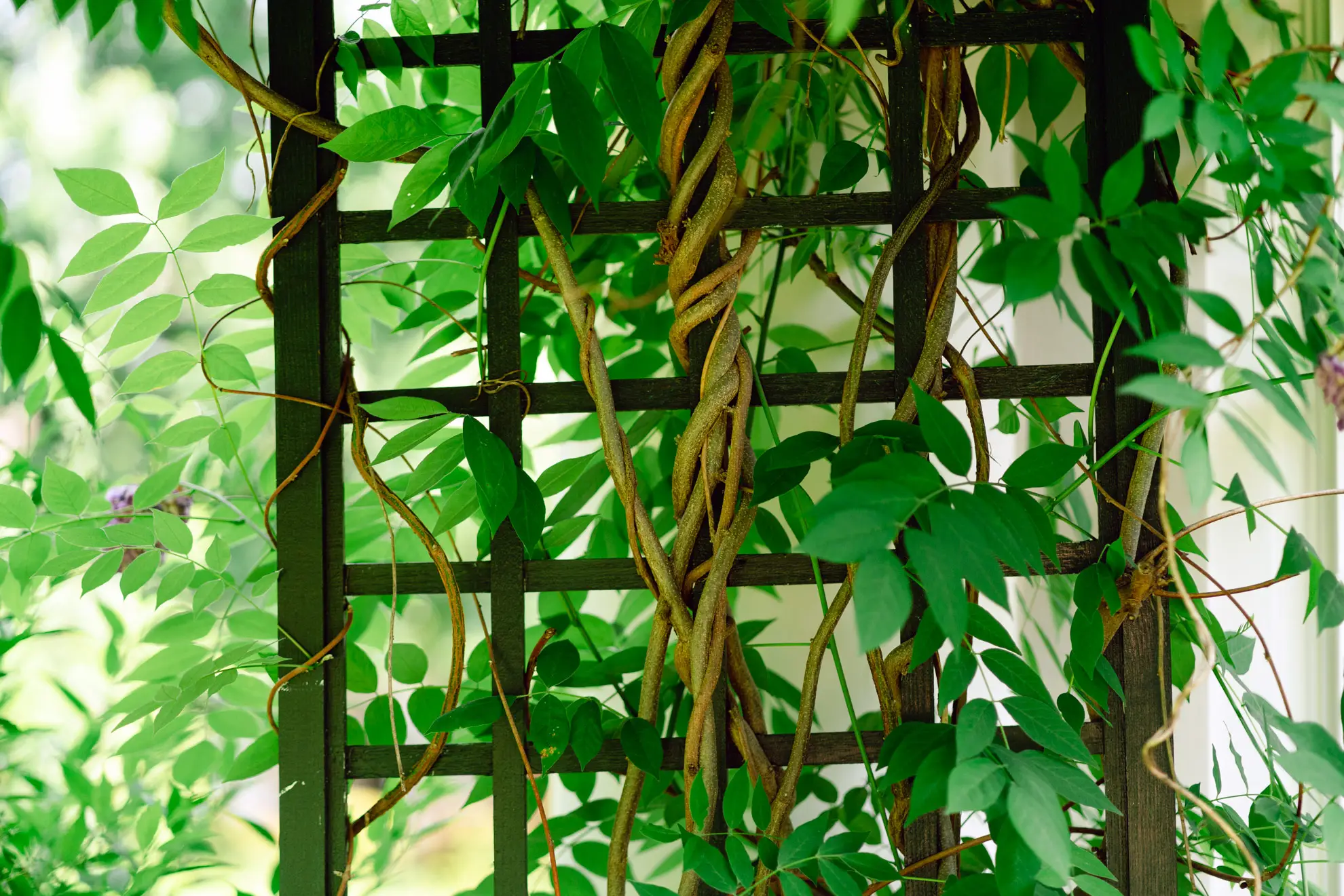 American wisteria’s twisted stems winding up a dark trellis