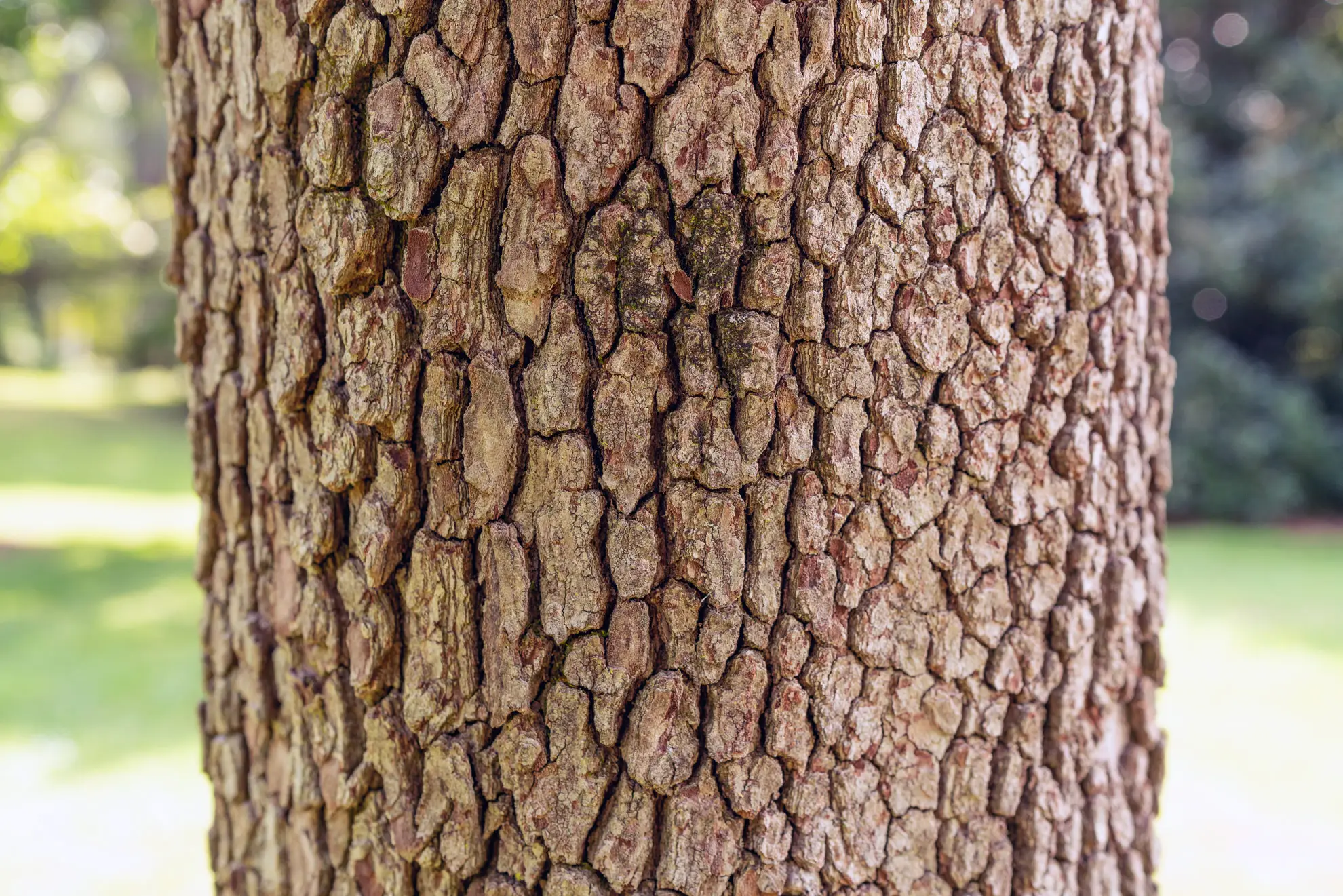 Eastern flowering dogwood bark, a trunk covered in small square blocks