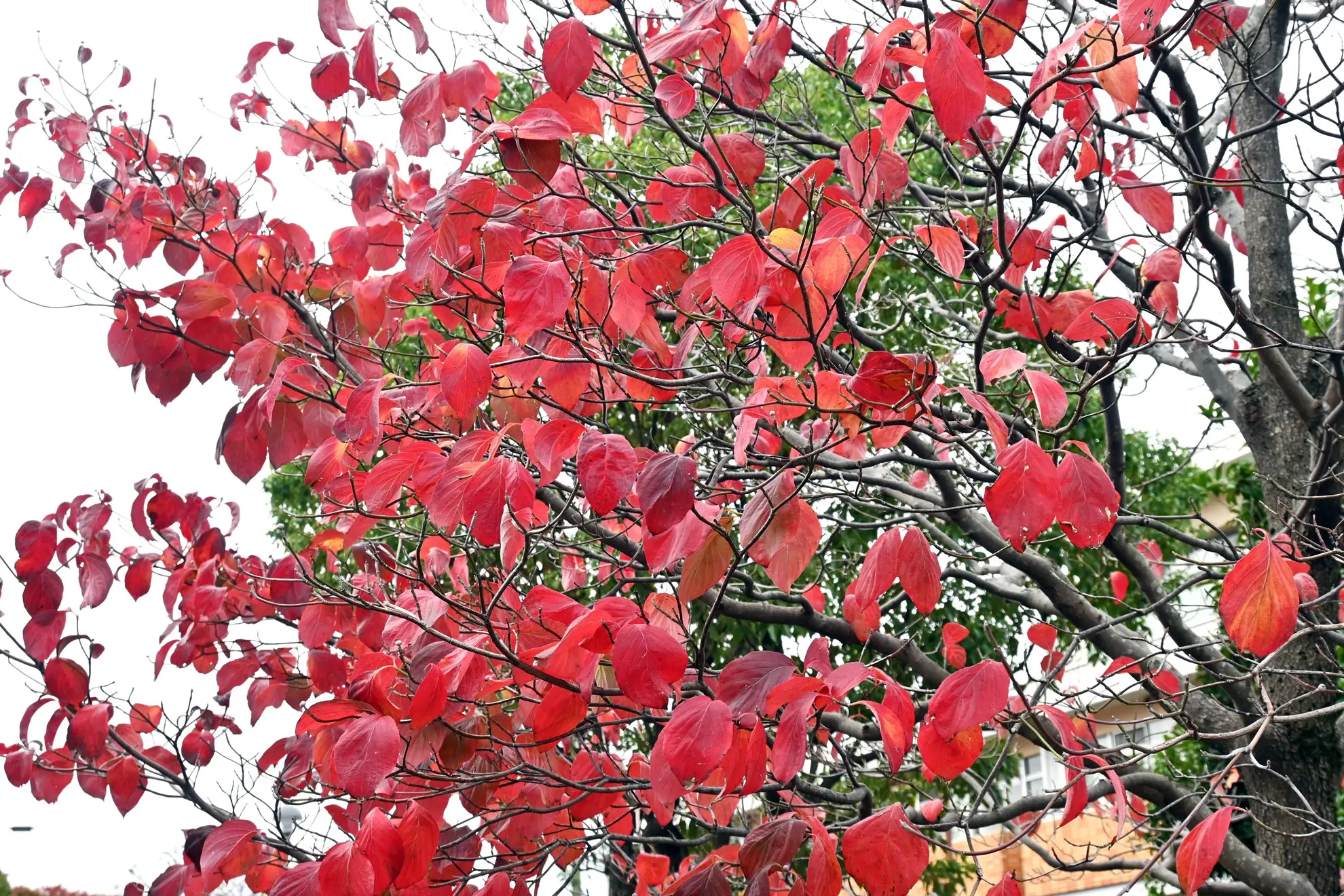 Eastern flowering dogwood in fall, branches full of bright red leaves
