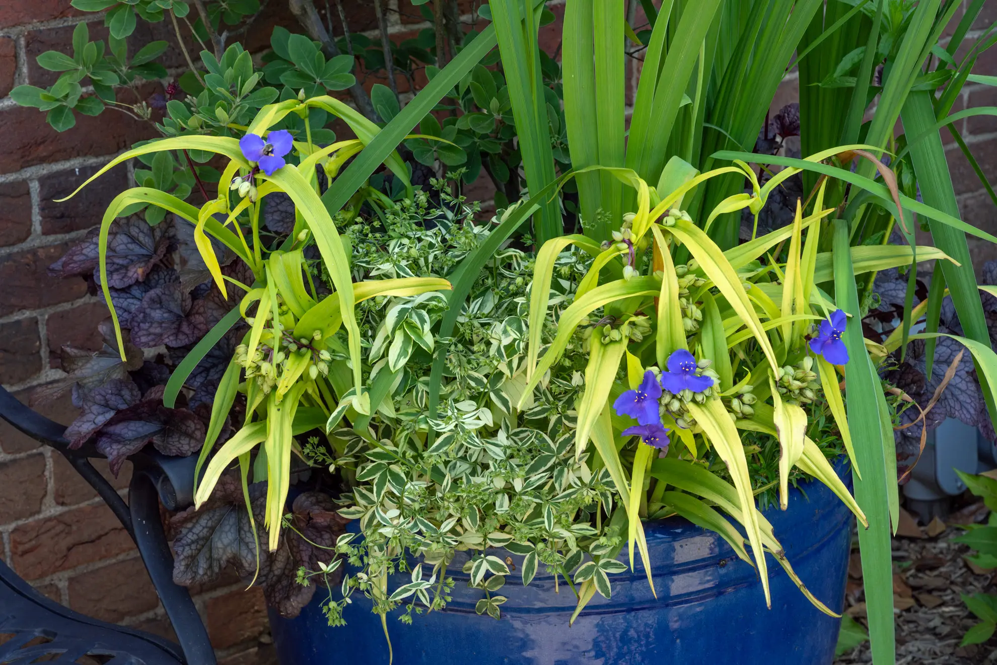 Blue container planted with spiderwort’s purple flowers, golden grassy sedges and trailing variegated leaves