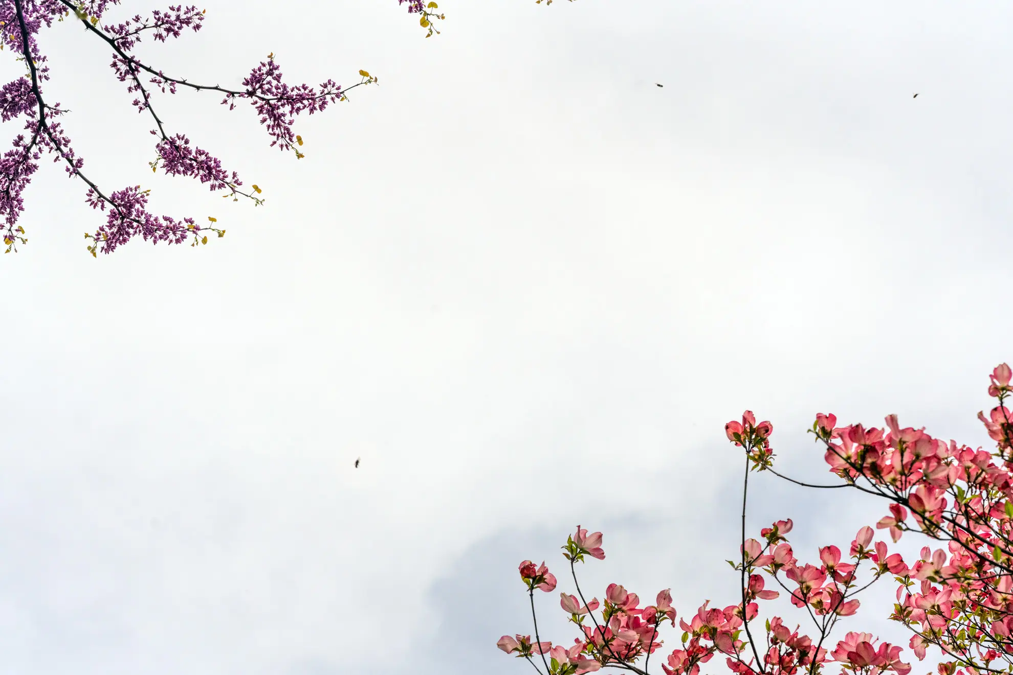 Pink flowering dogwood and purple redbud branches in bloom against a white sky, with bees flying between