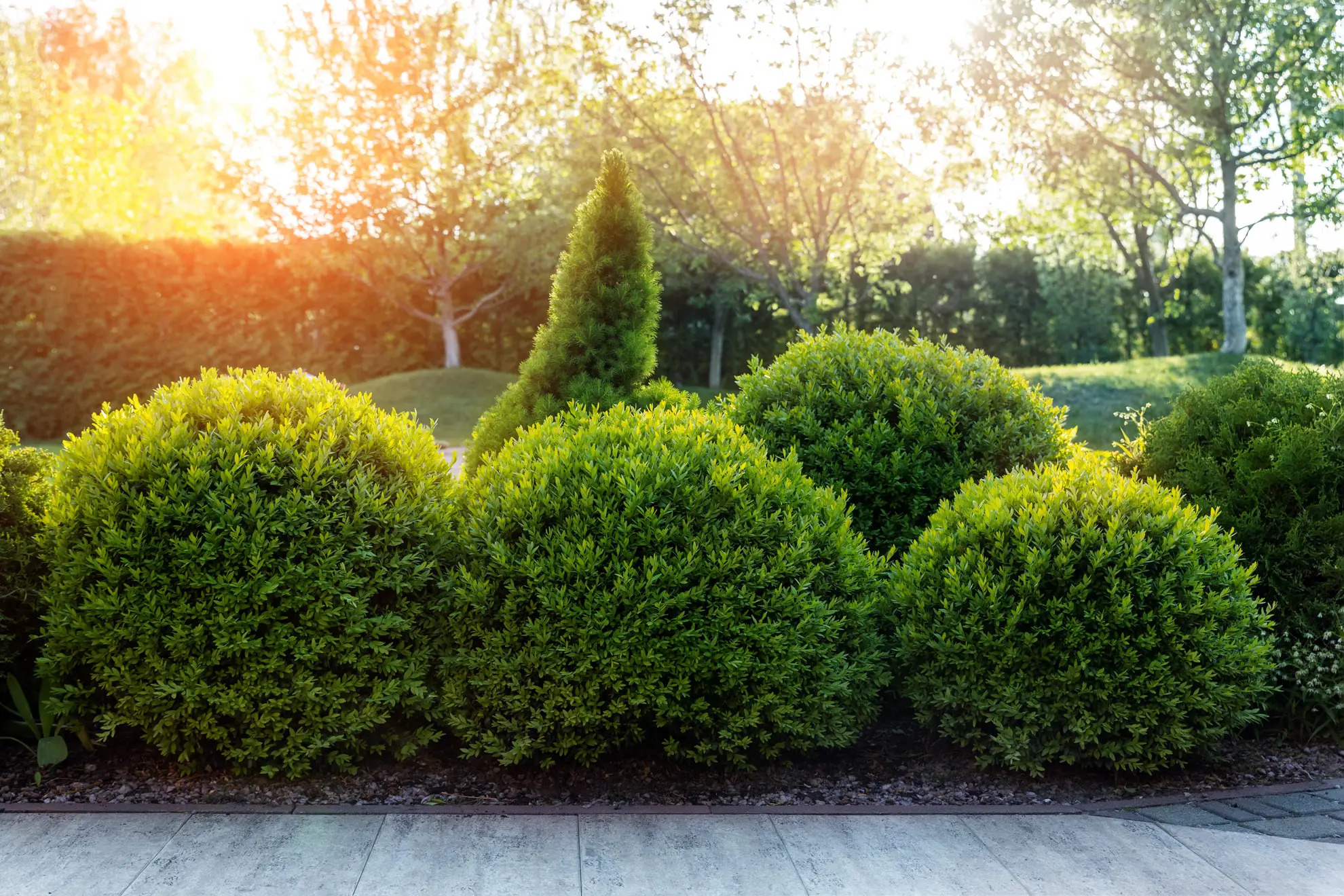 Boxwoods, non-native round clipped shrubs in a row