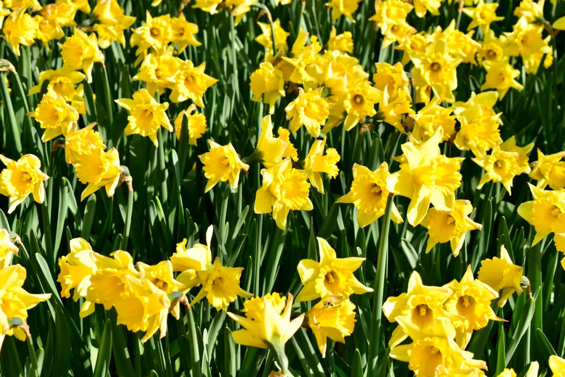 Daffodils, non-native yellow trumpet flowers crowded in a bed