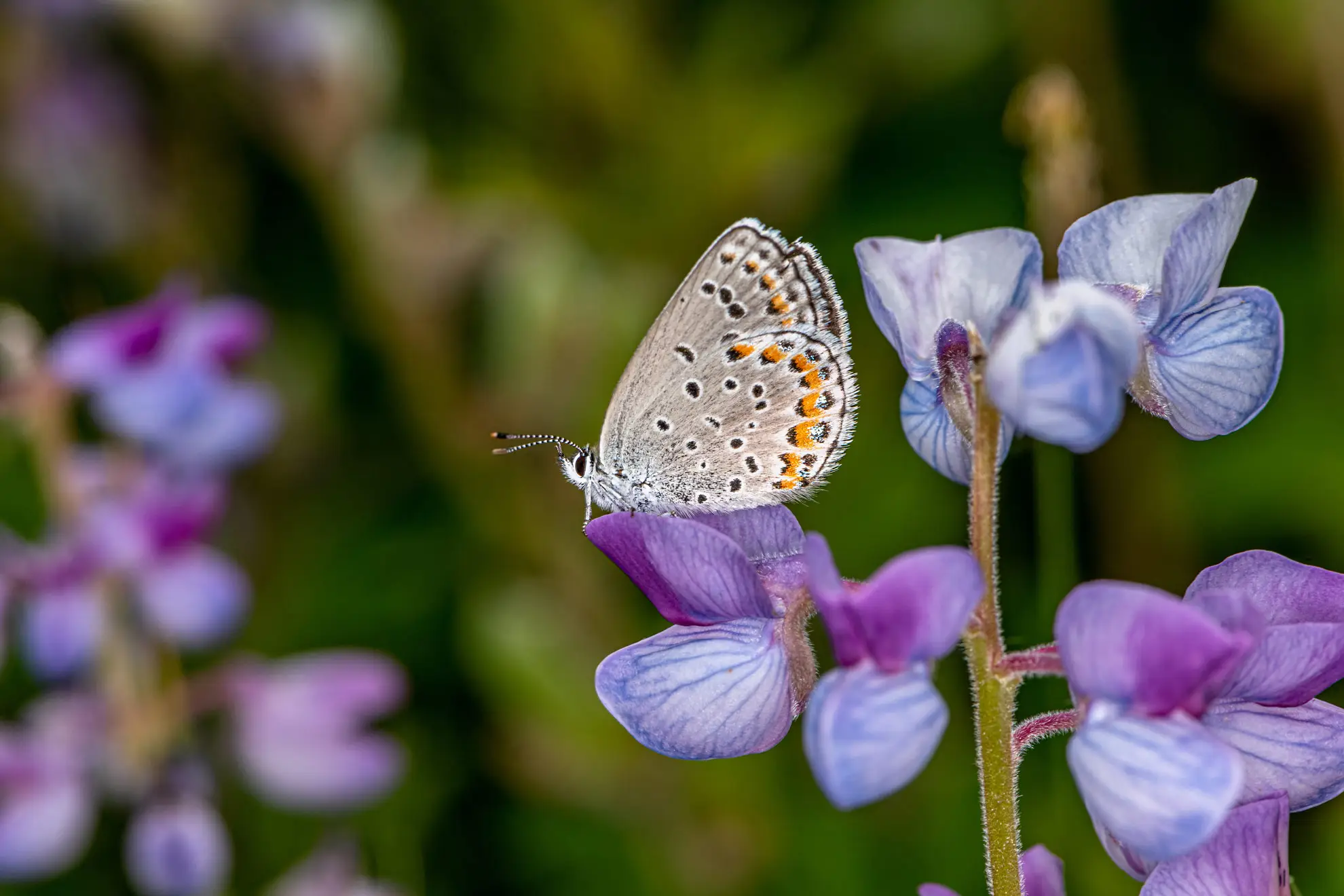 Karner blue butterfly, gray underside with black spots and orange bands, on a sundial lupine flower