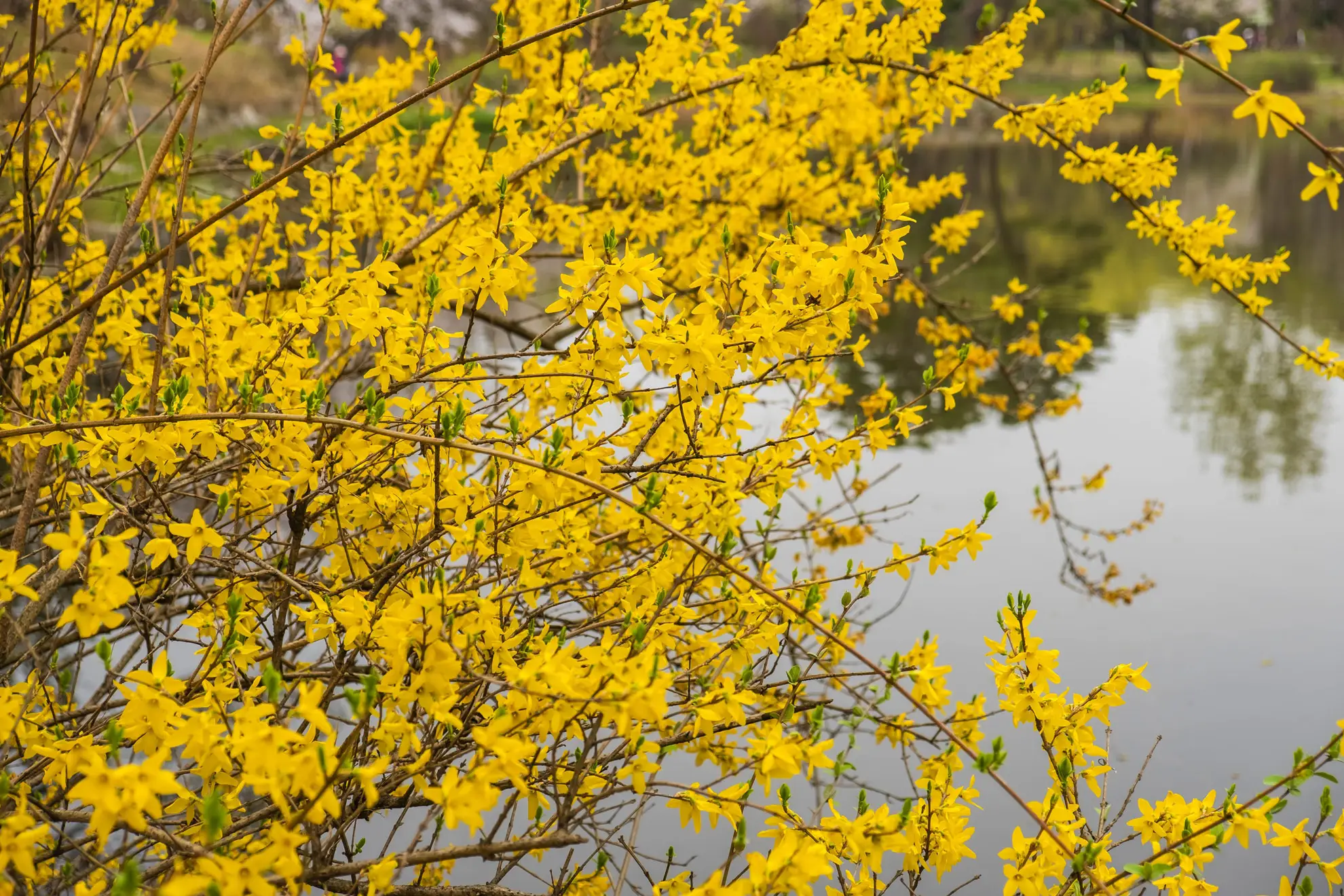 Forsythia, non-native branches of bright yellow flowers over a pond