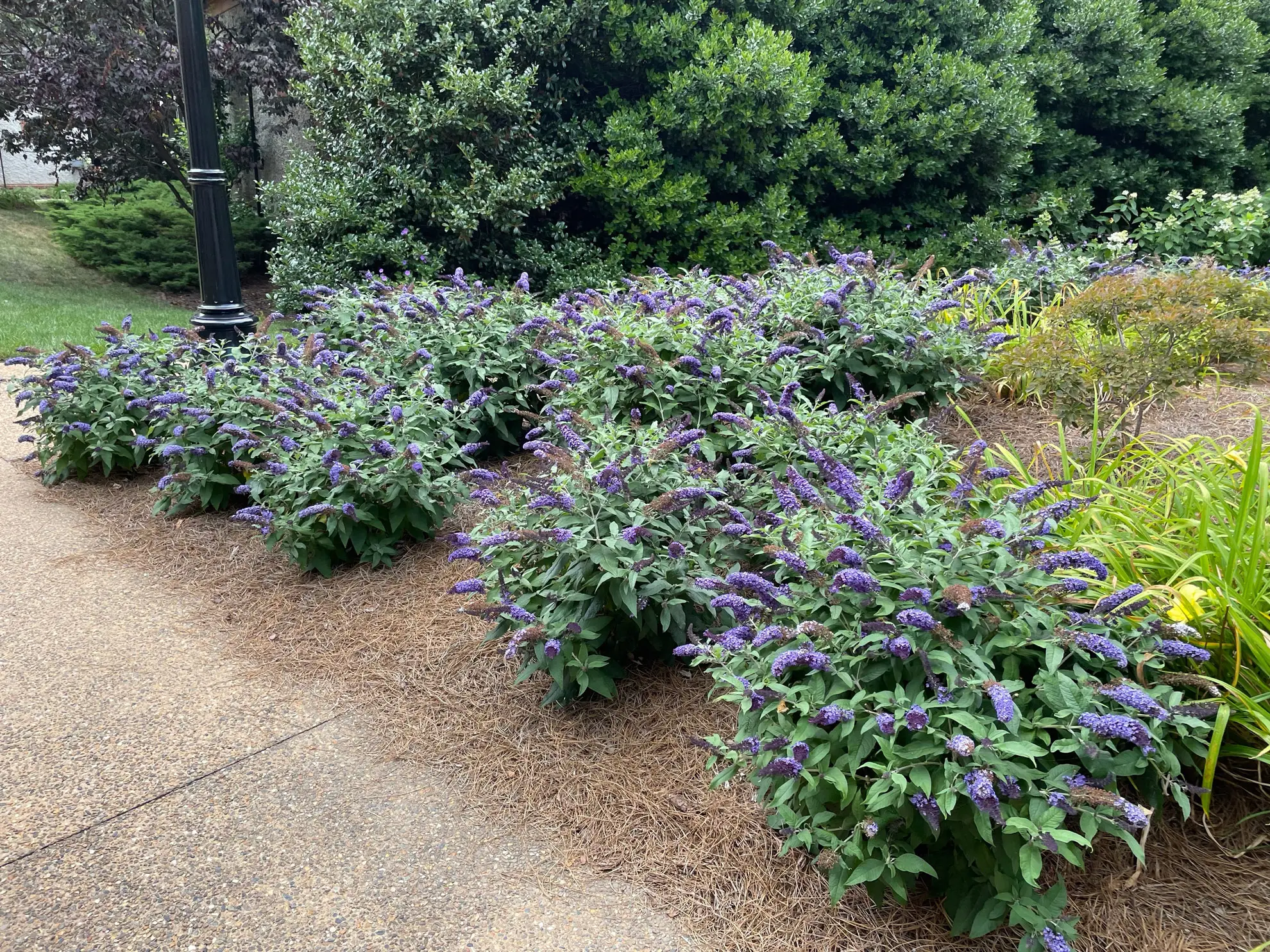 Butterfly bushes with purple flower spikes planted in a row along a path