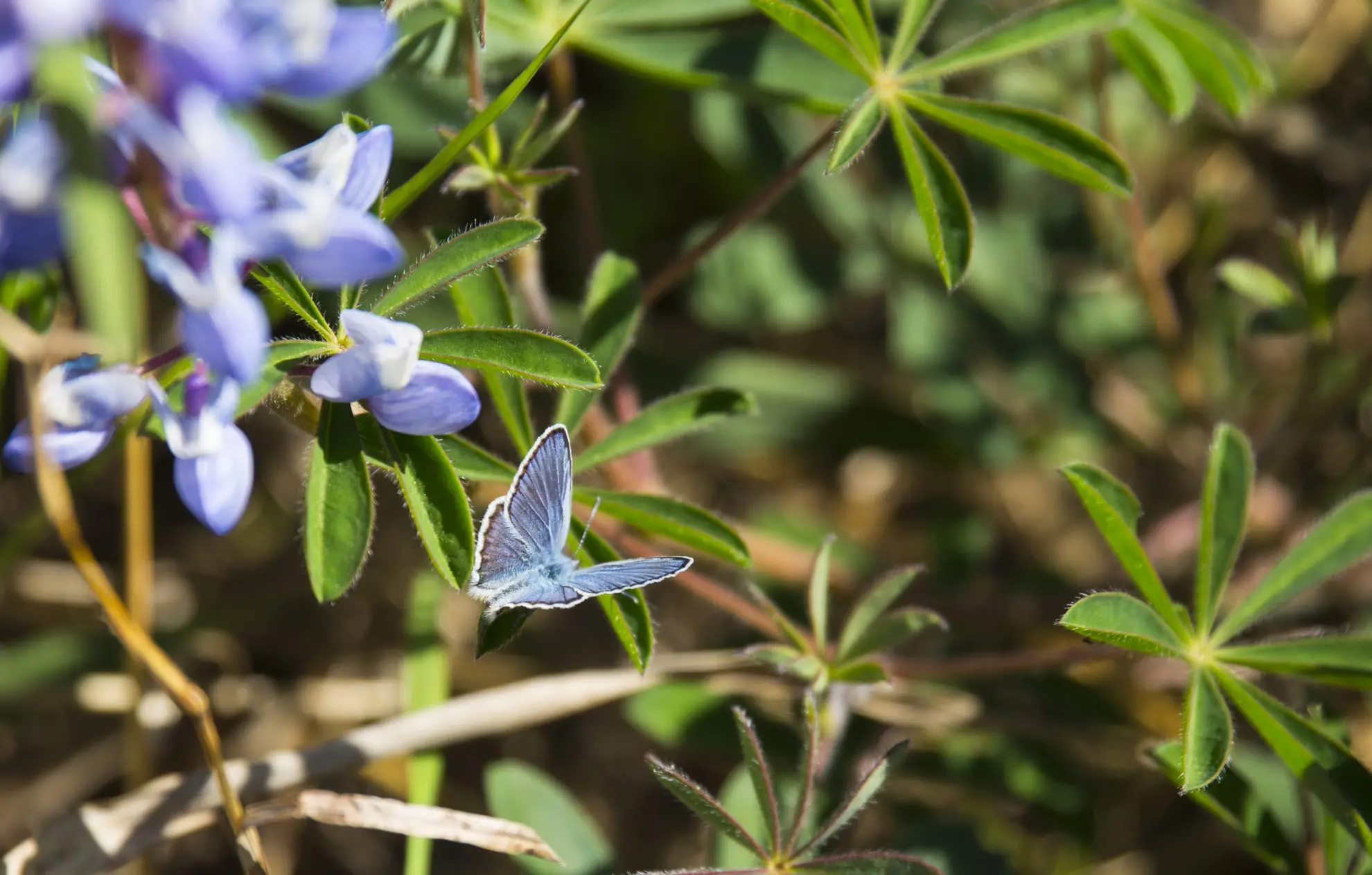 Karner blue butterfly, pale blue wings, perched near sundial lupine’s blue flowers