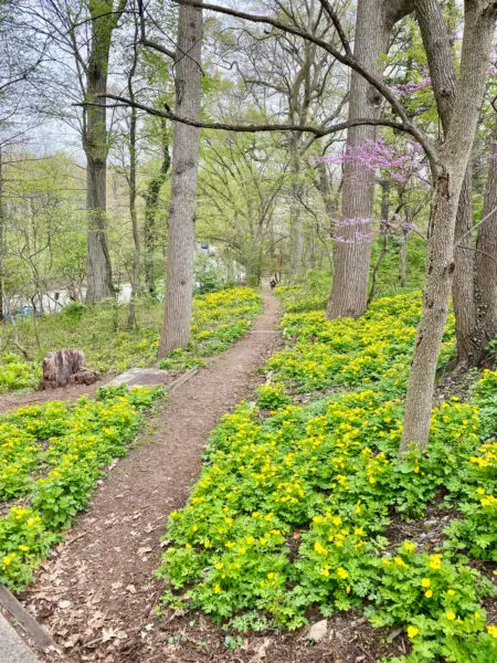 Celandine-poppy-and-redbud-native-gardening - the Plant Native