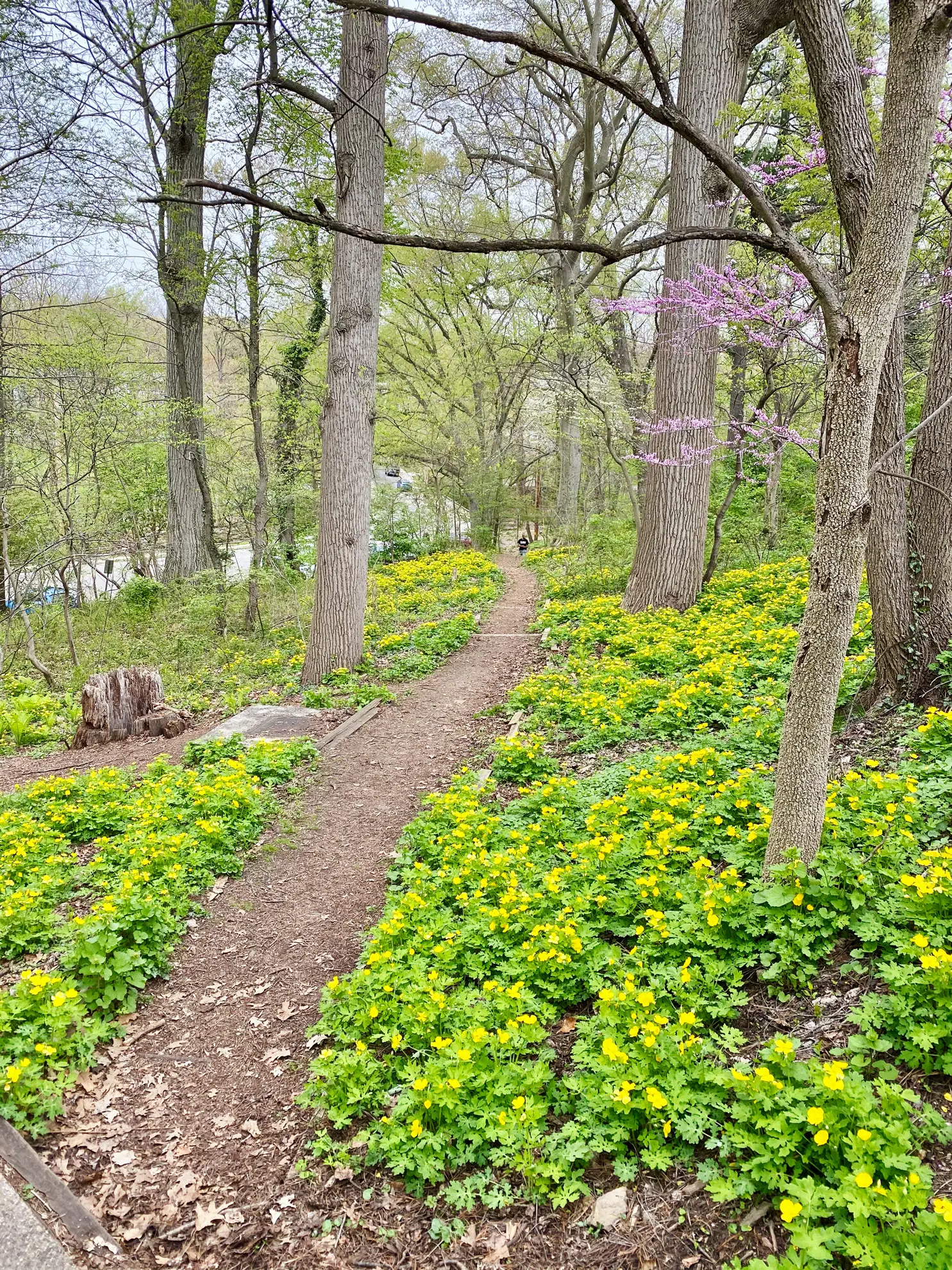 Celandine poppies lining a woodland path in yellow bloom, an eastern redbud in pink behind