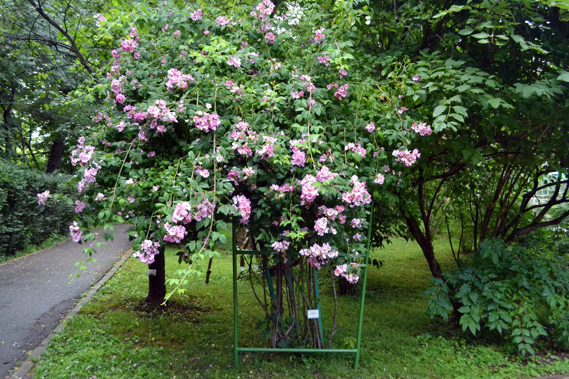 Climbing prairie rose trained on a frame, covered in pink flowers beside a park path