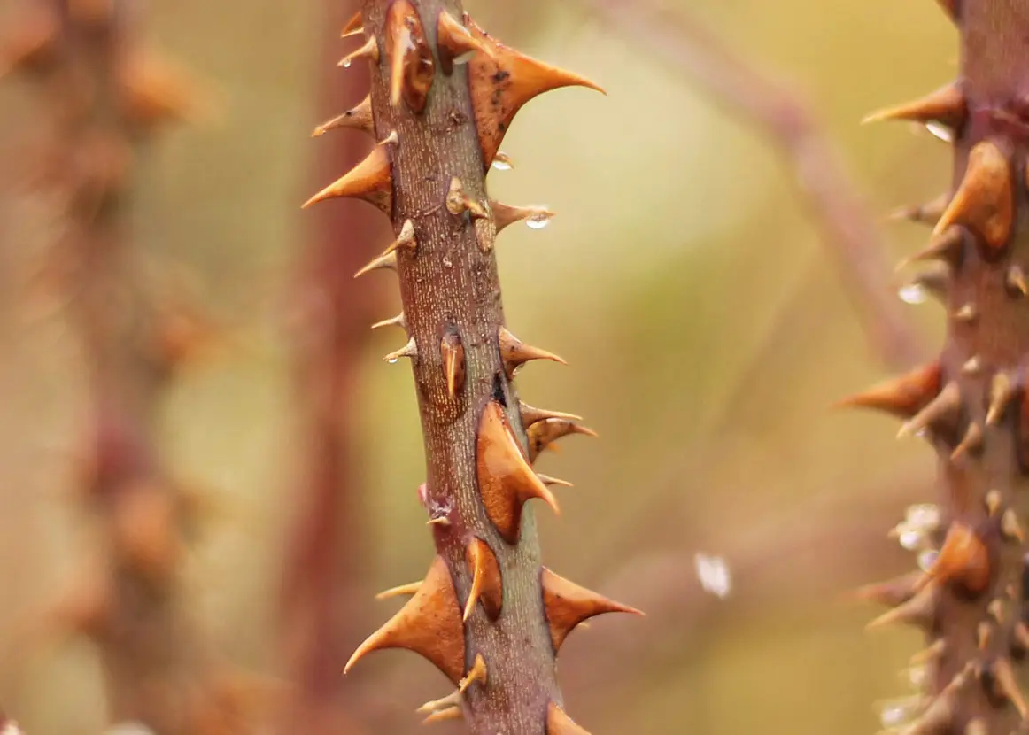 Invasive dog rose stems up close, crowded with broad hooked thorns