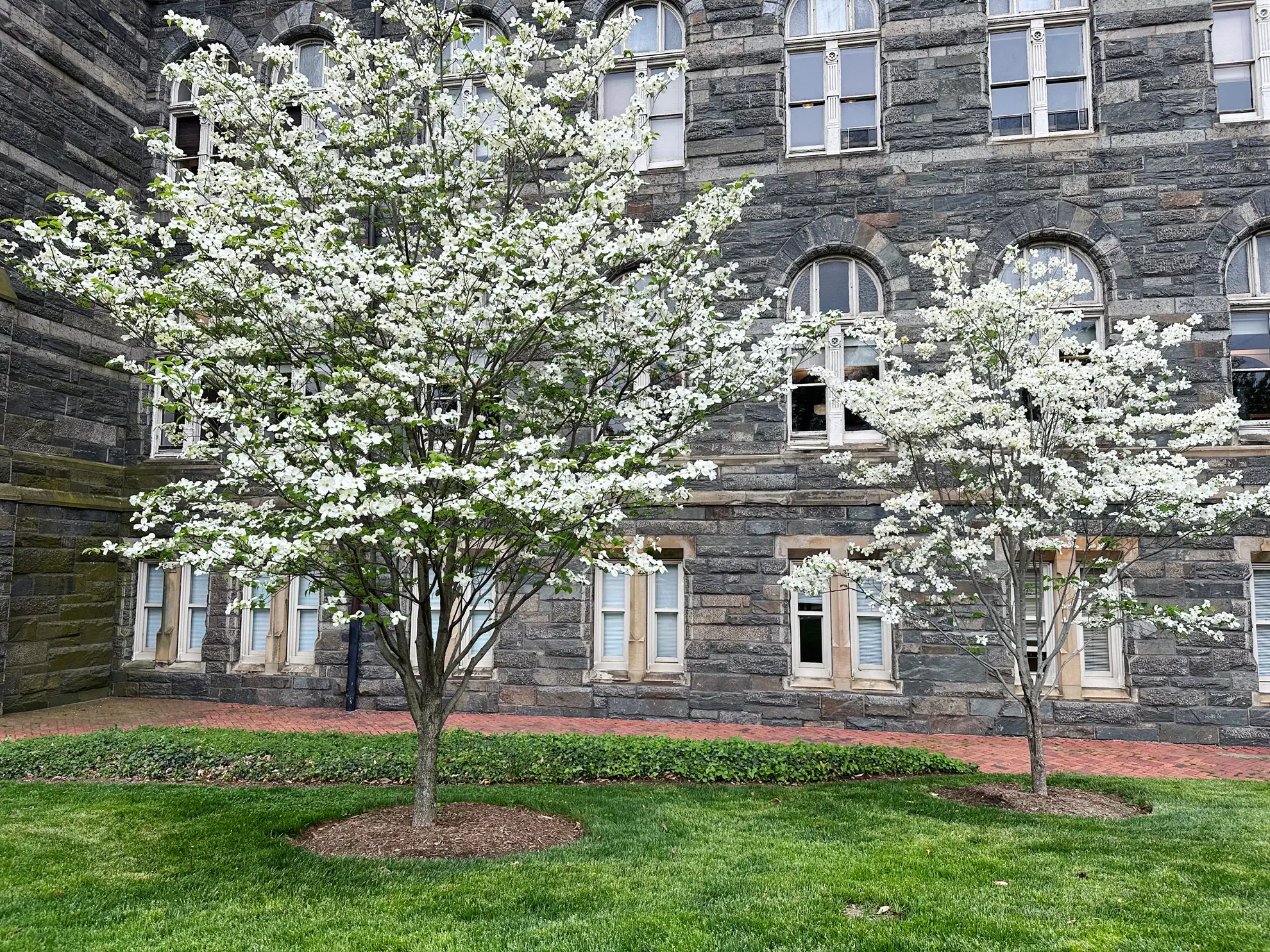 Eastern flowering dogwoods in white bloom on a lawn in front of a stone campus building