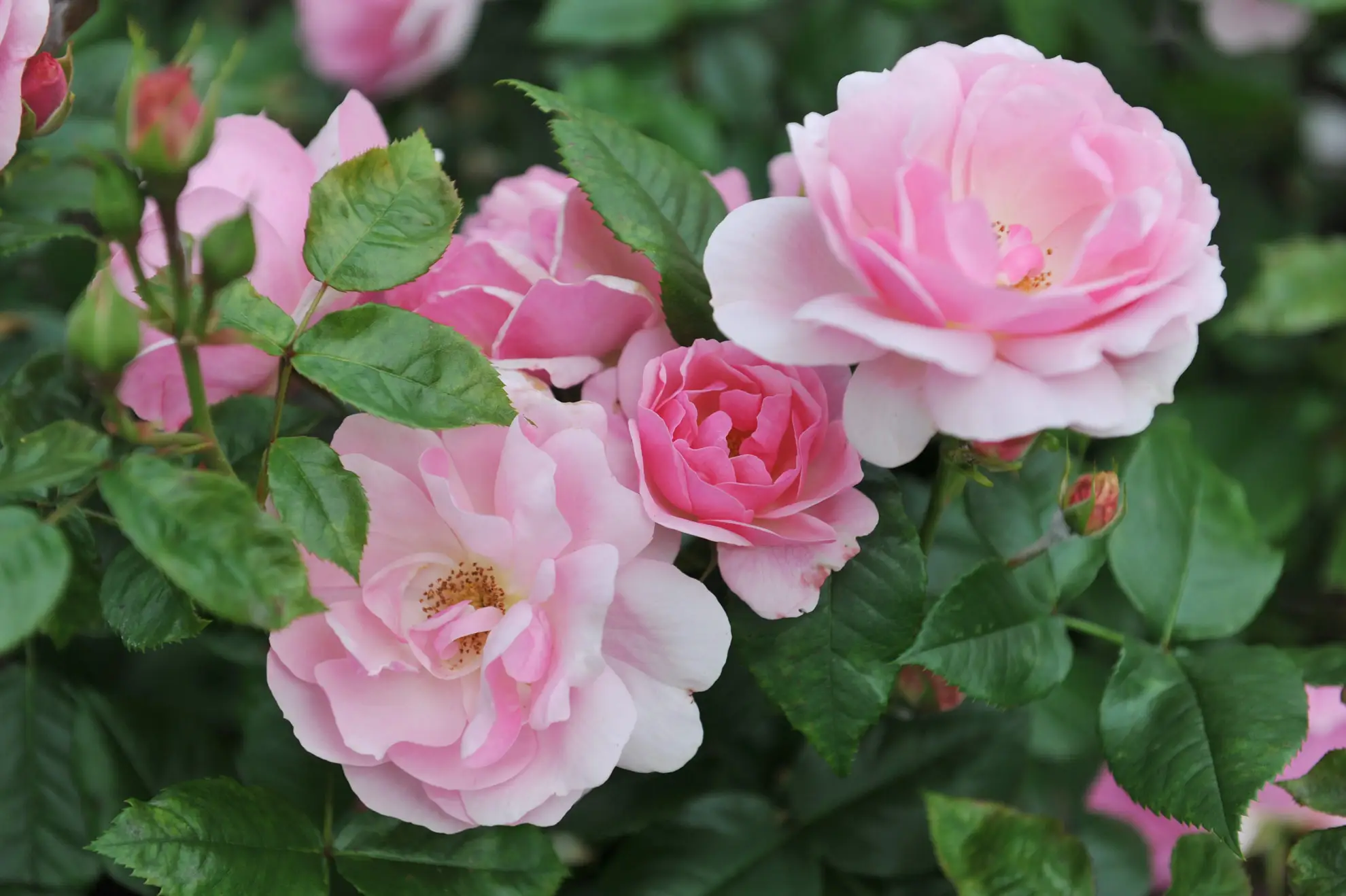 Floribunda roses, clusters of soft pink double flowers on a non-native shrub
