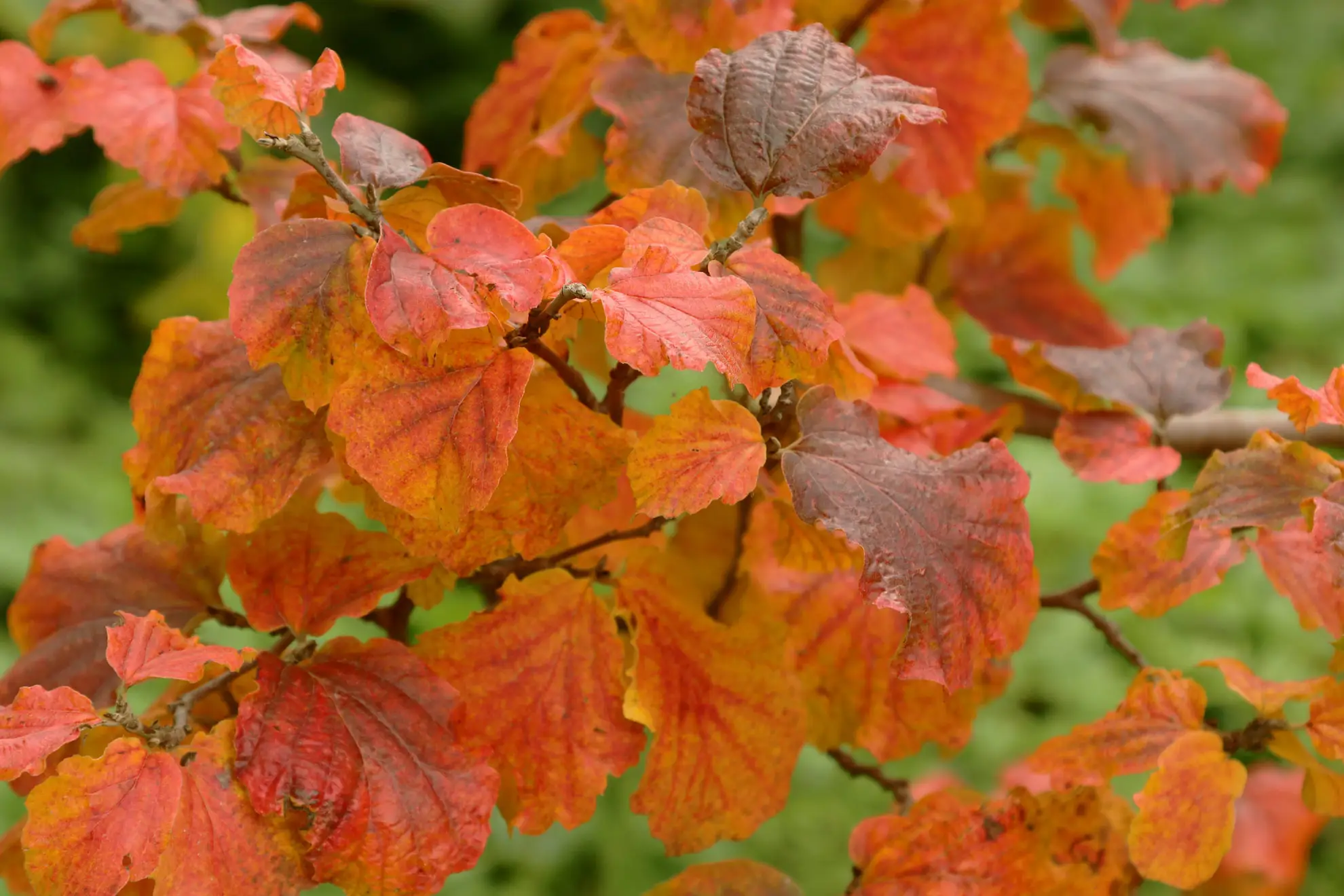 Fothergilla in fall, leaves turned orange, red and brown