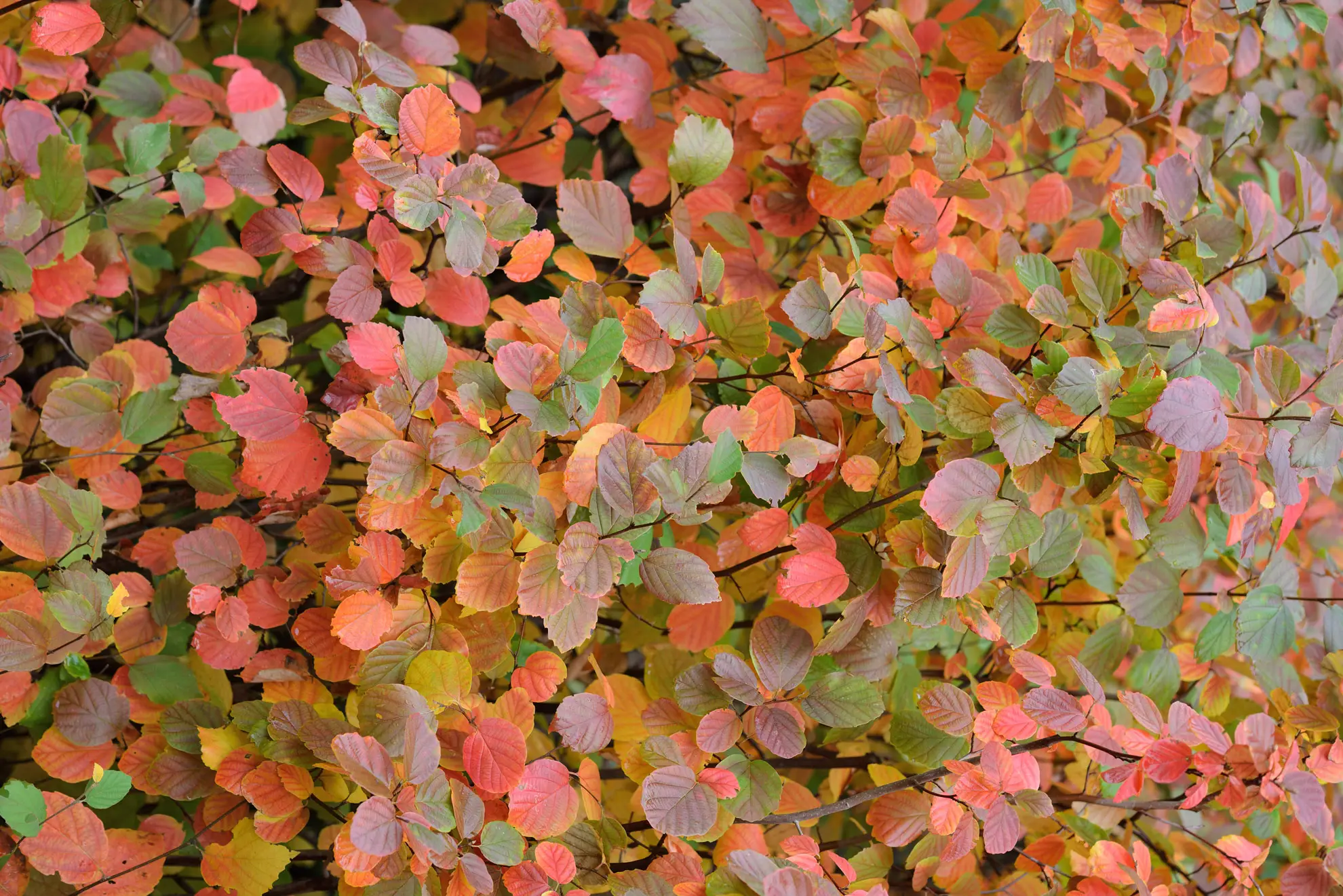 Fothergilla in fall, rounded leaves in orange, red, yellow and green