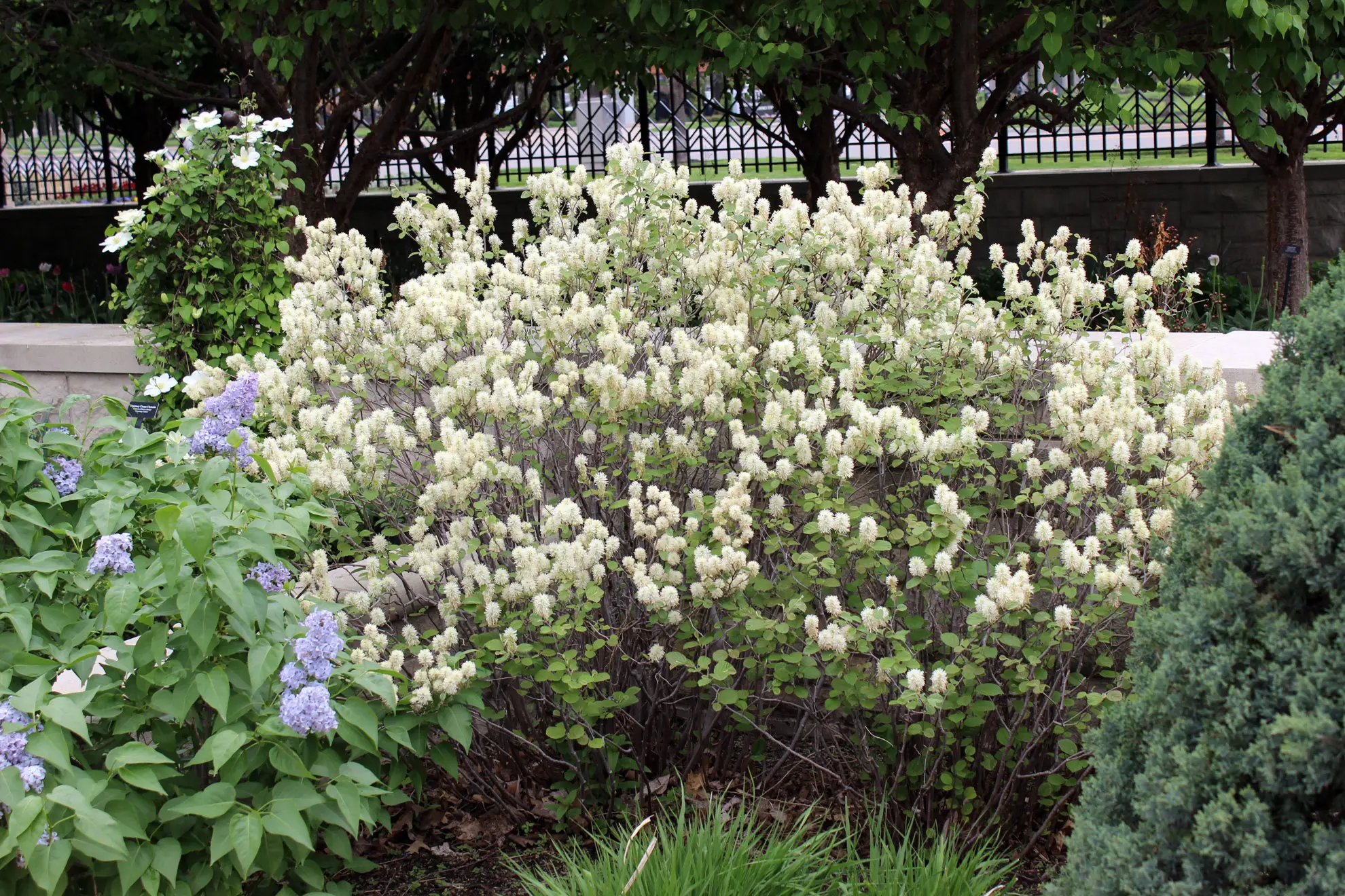 Large fothergilla, a big shrub covered in white bottlebrush flowers in a city garden bed