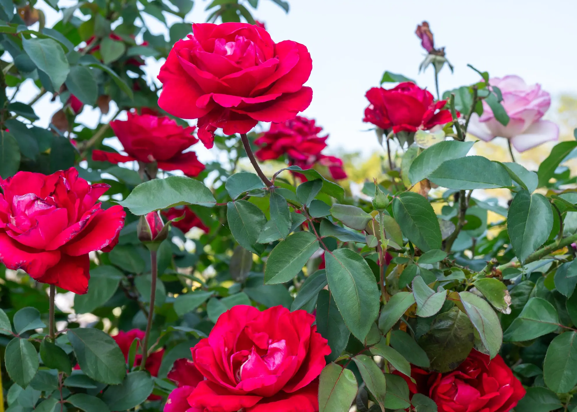 Hybrid tea roses, large red double flowers on a non-native shrub