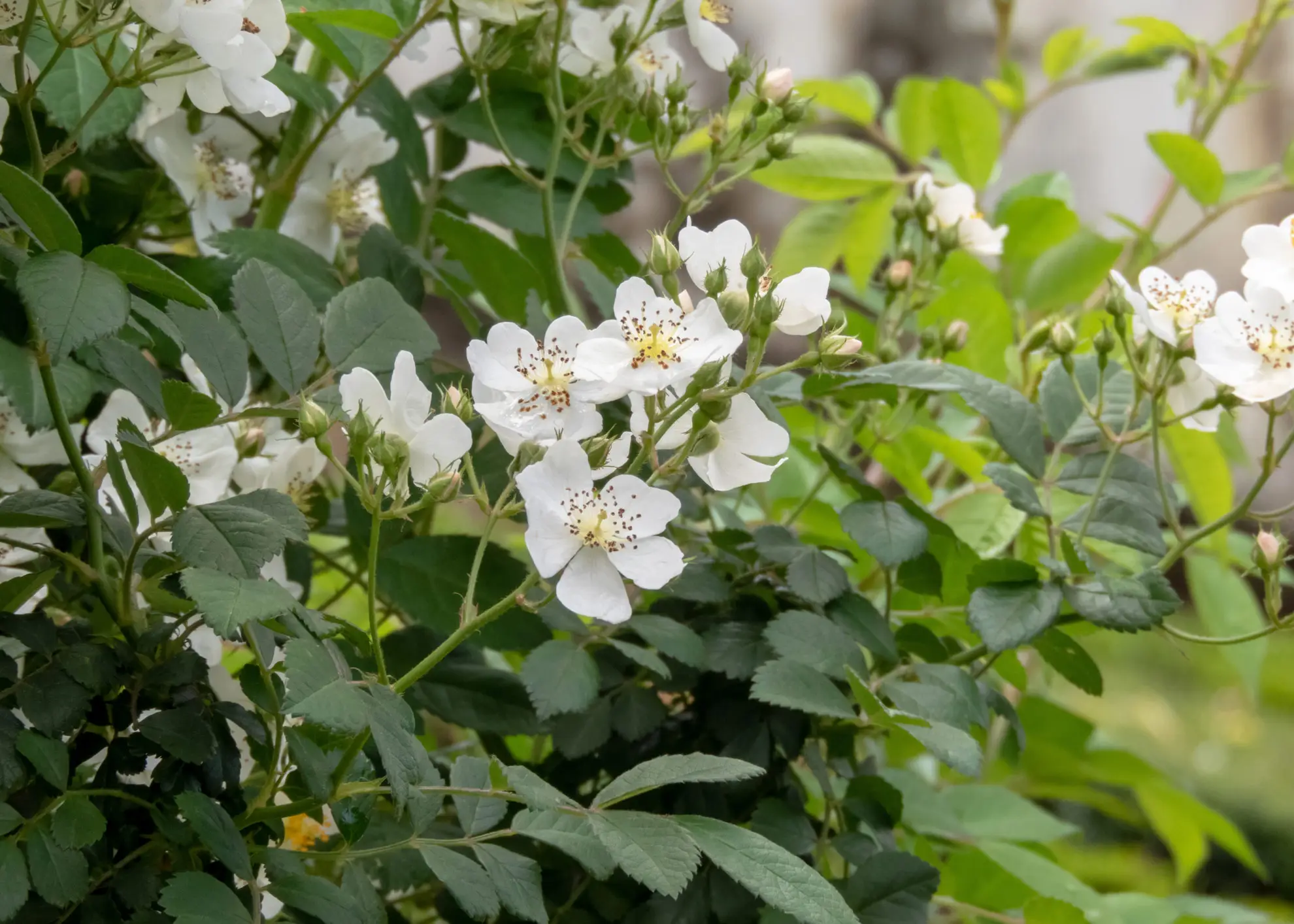 Multiflora rose, an invasive shrub with clusters of small white flowers