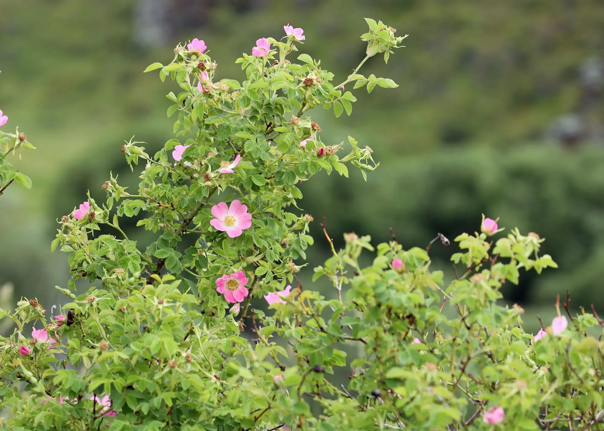 Sweetbriar rose, an invasive shrub with small pink flowers on thorny stems