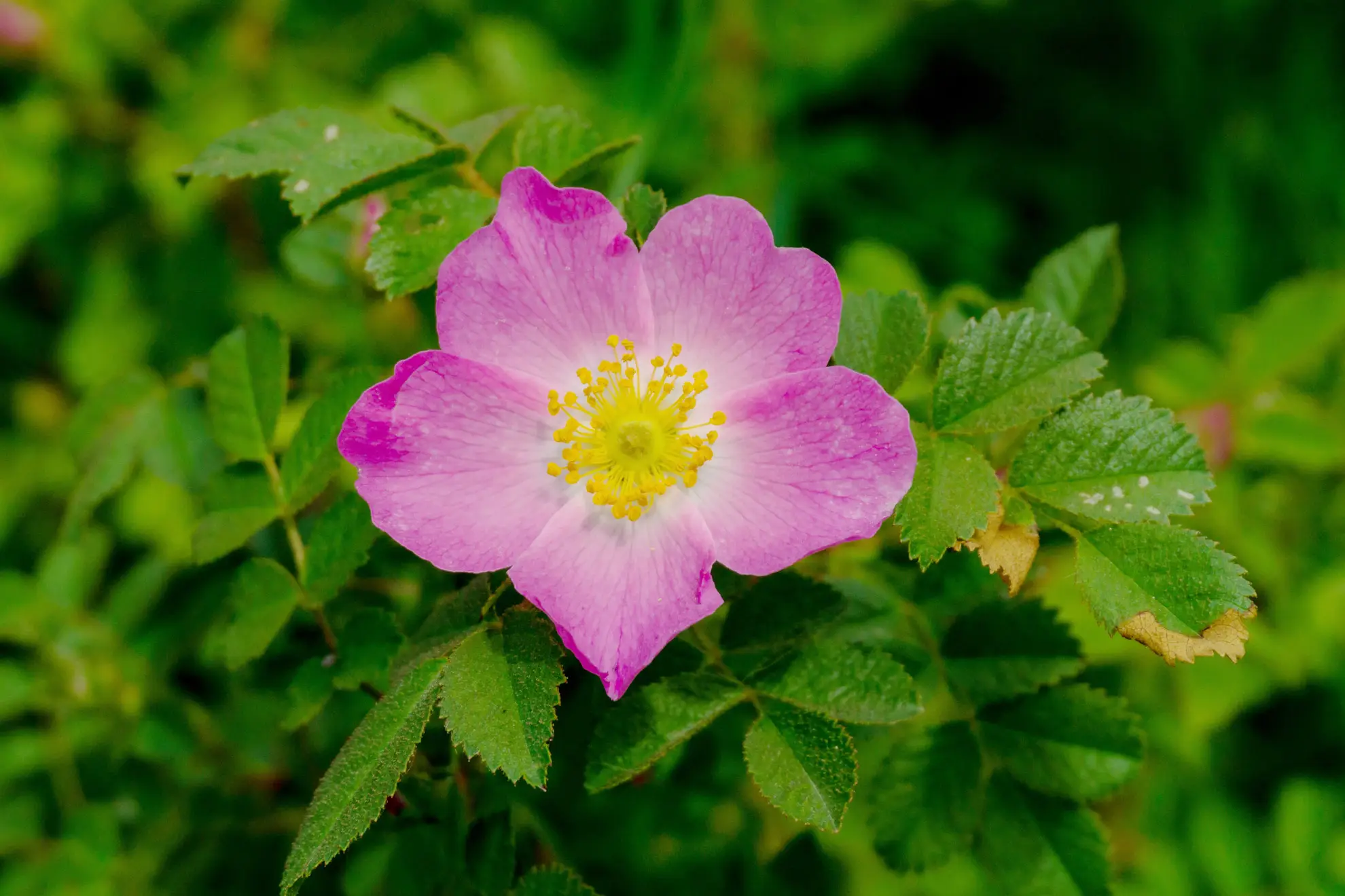 Virginia rose, a single bright pink flower with a yellow center