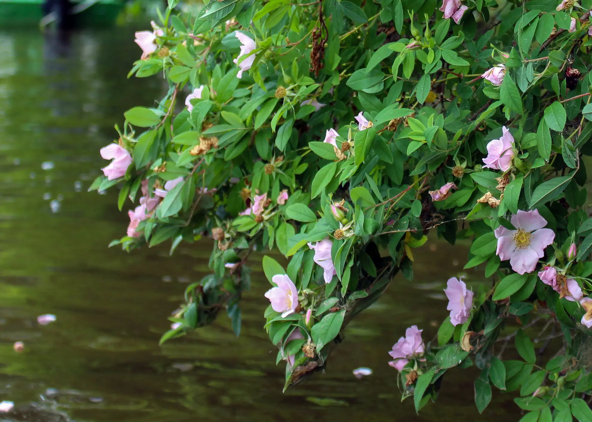 Swamp rose, branches of pale pink flowers arching out over water